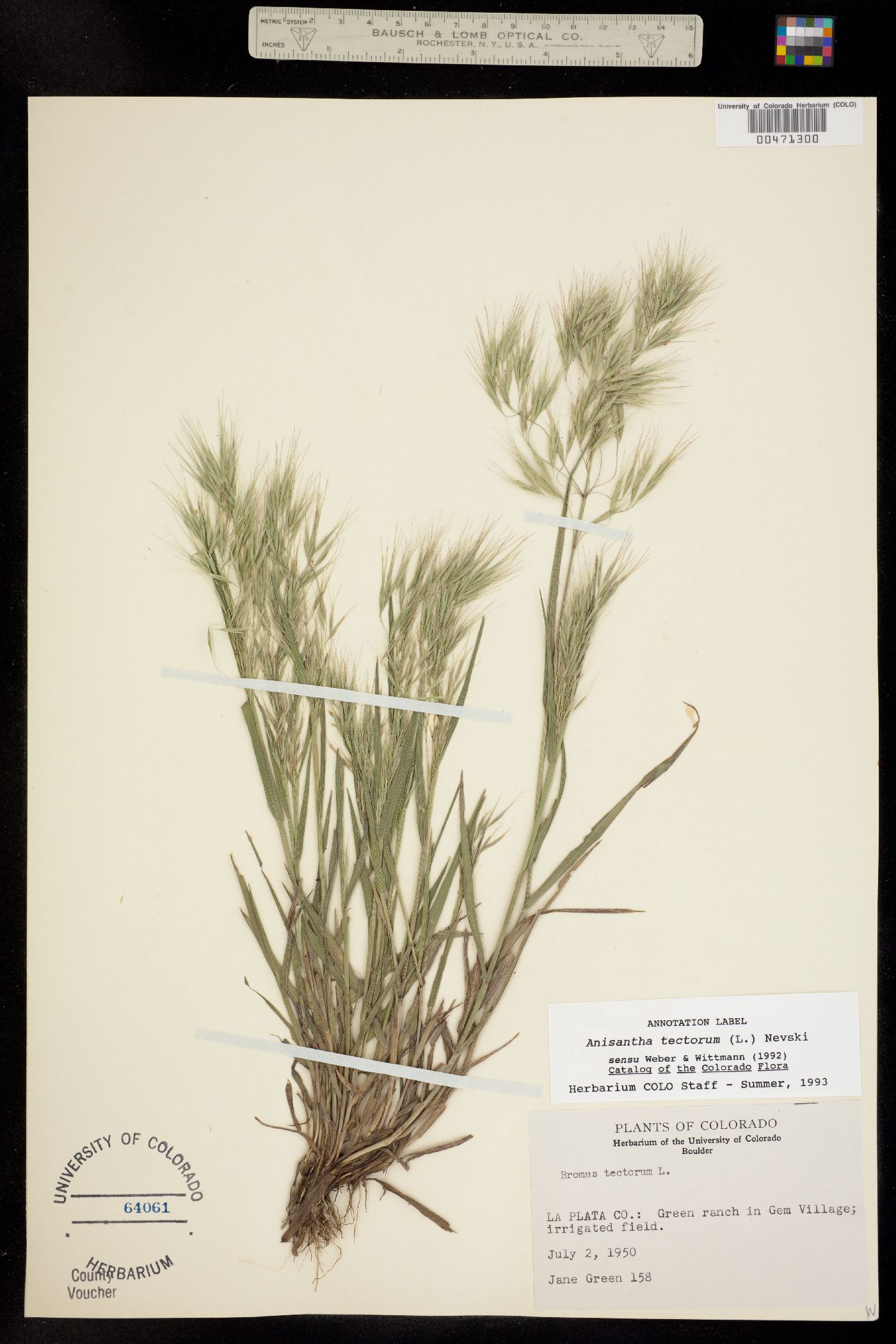 Bromus tectorum image