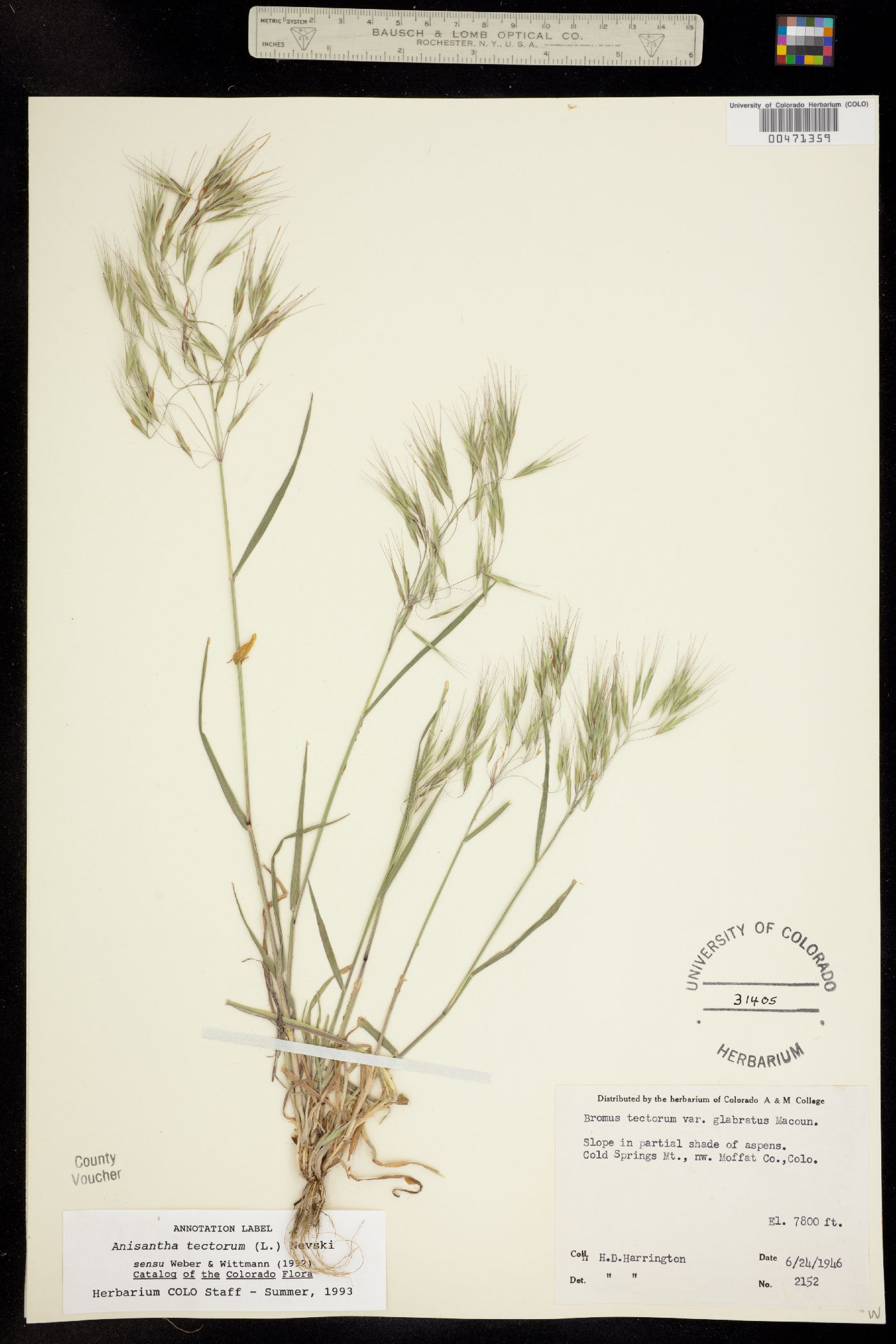 Bromus tectorum image