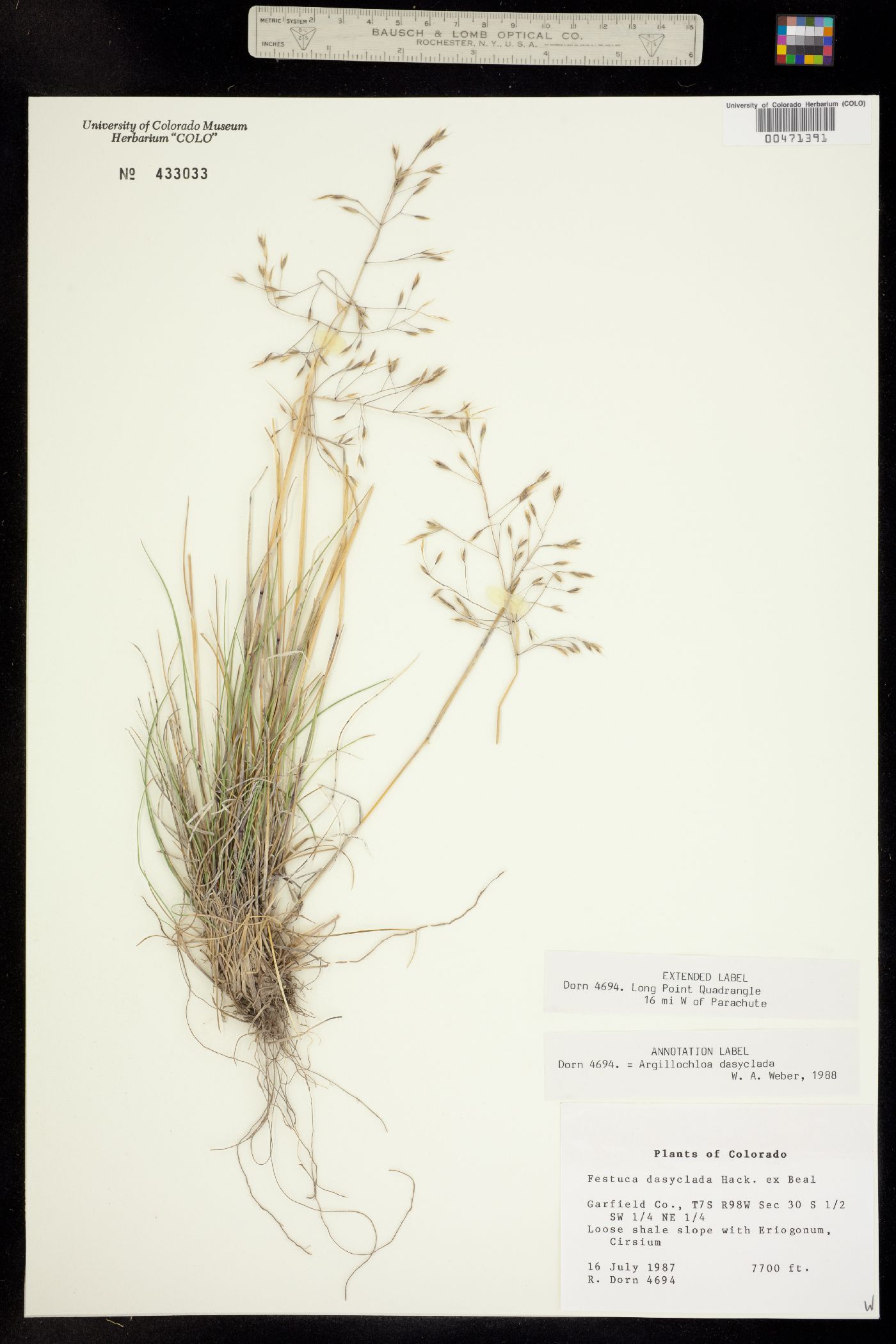 Festuca dasyclada image