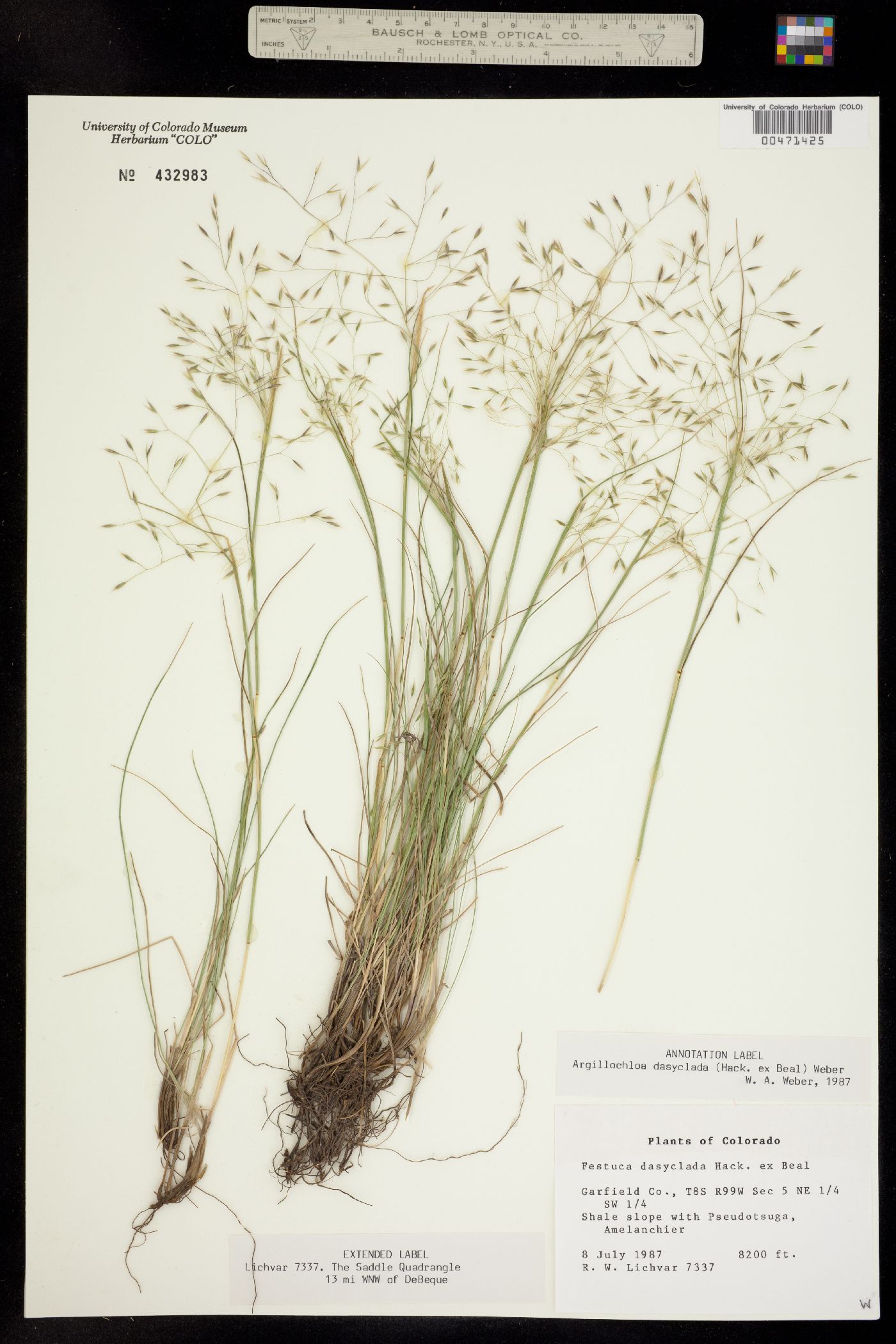 Festuca dasyclada image