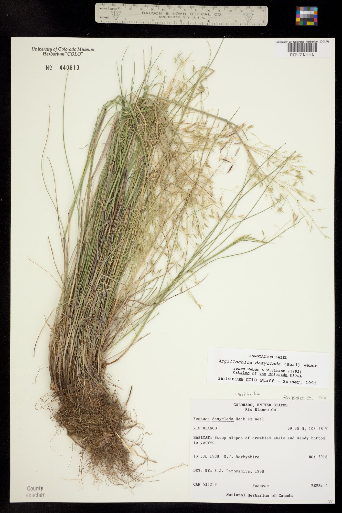 Festuca dasyclada image