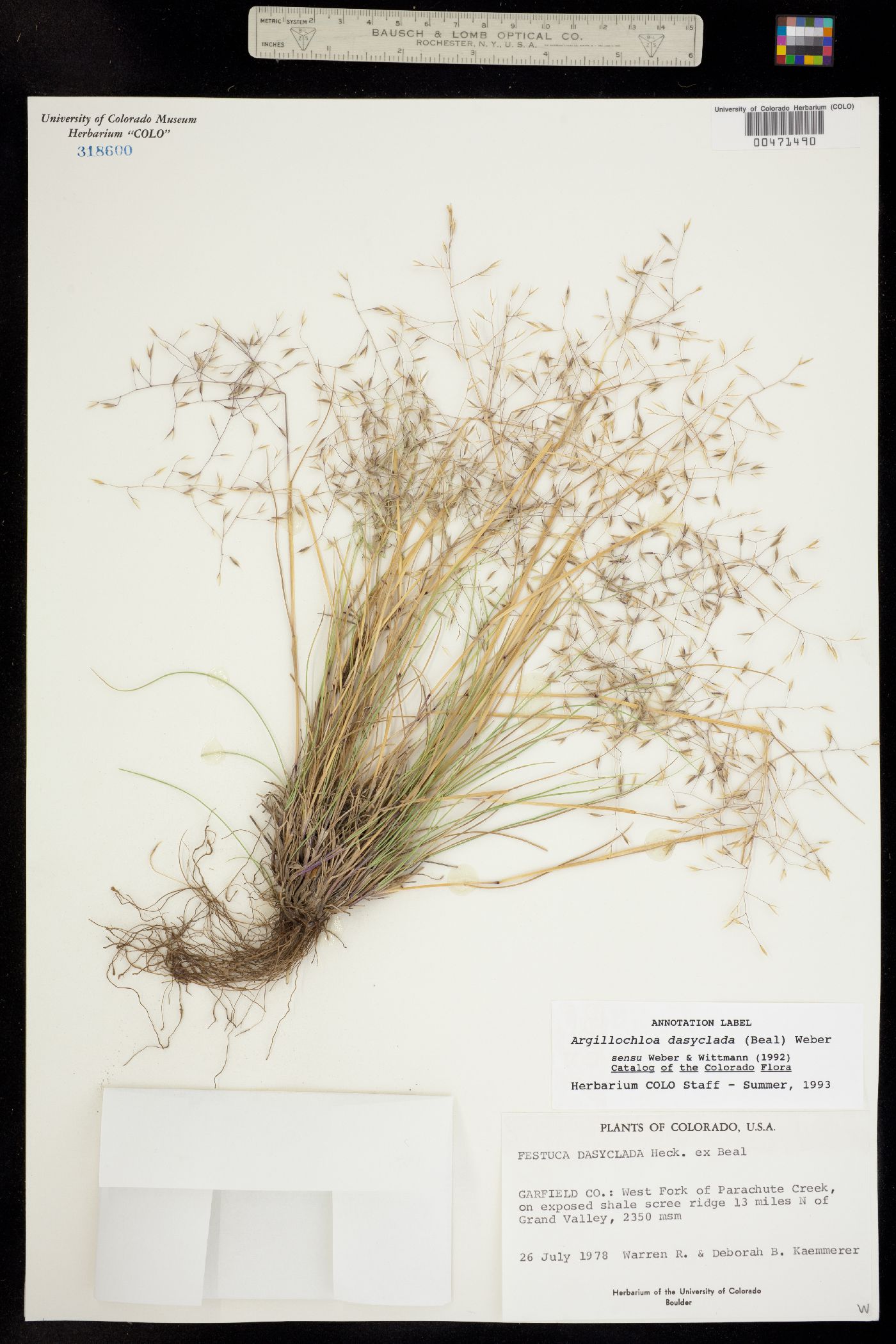Festuca dasyclada image