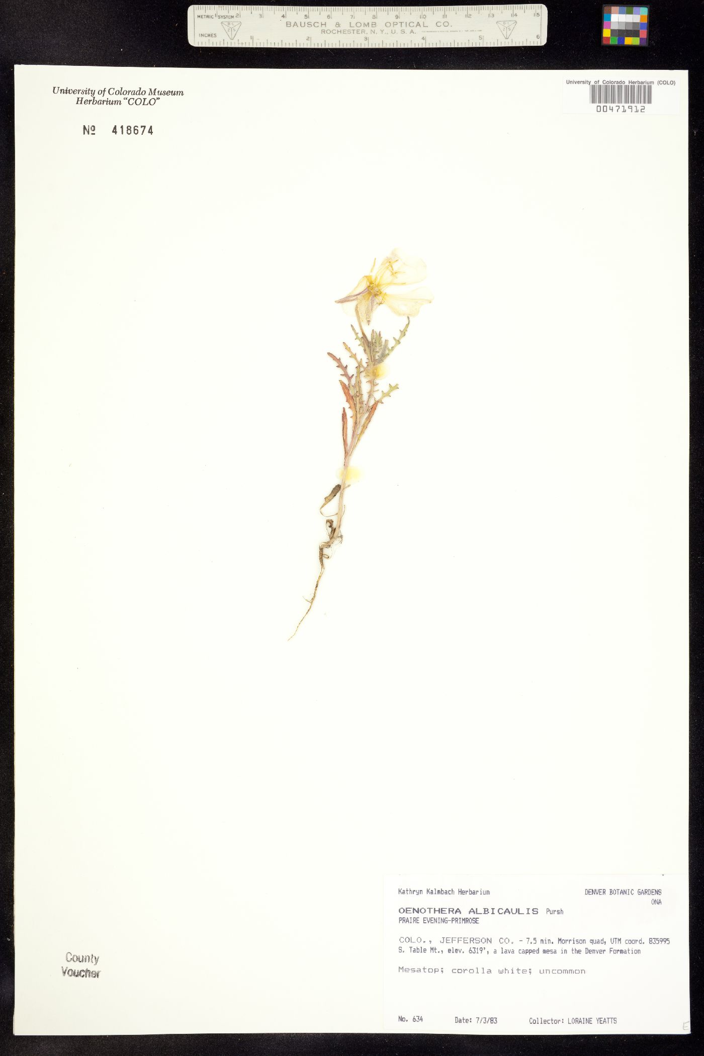 Oenothera albicaulis image