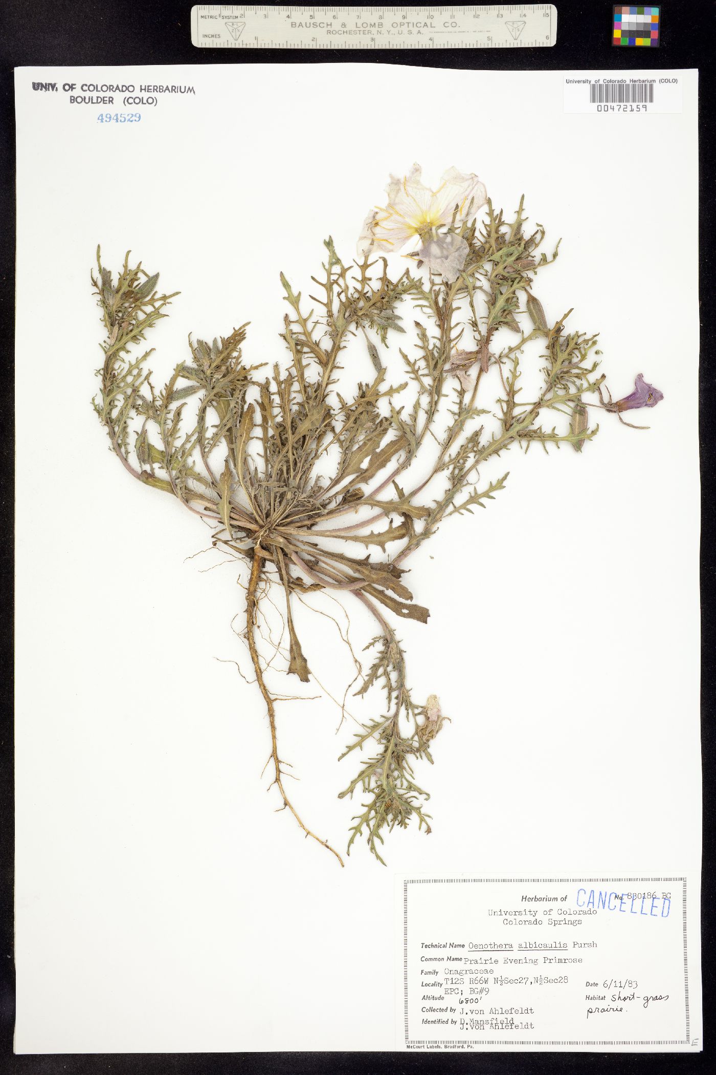 Oenothera image