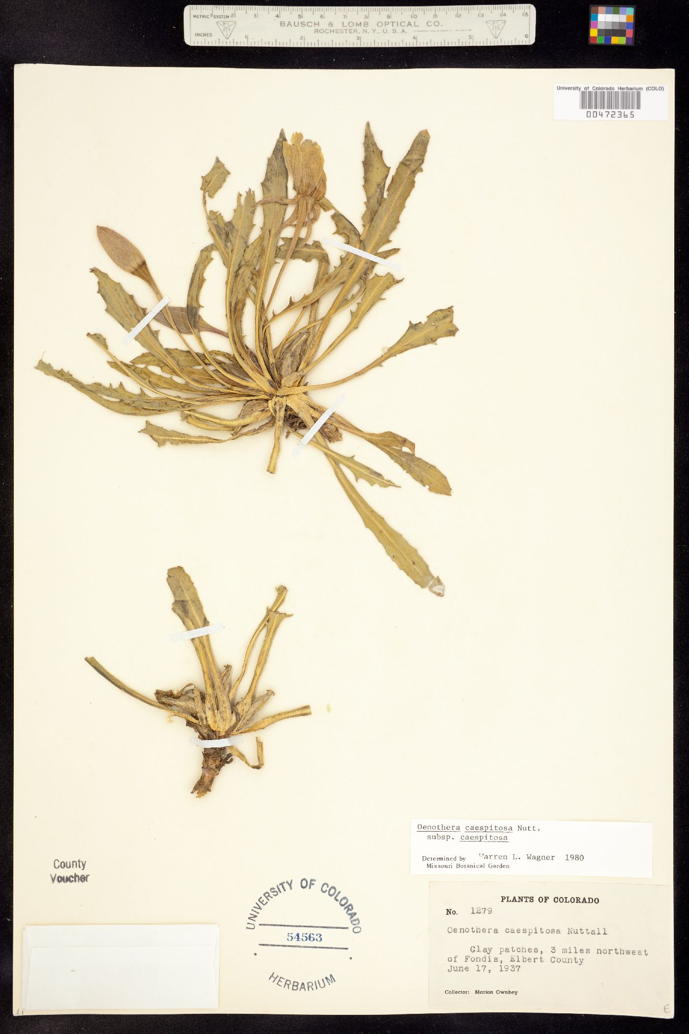 Oenothera cespitosa ssp. cespitosa image