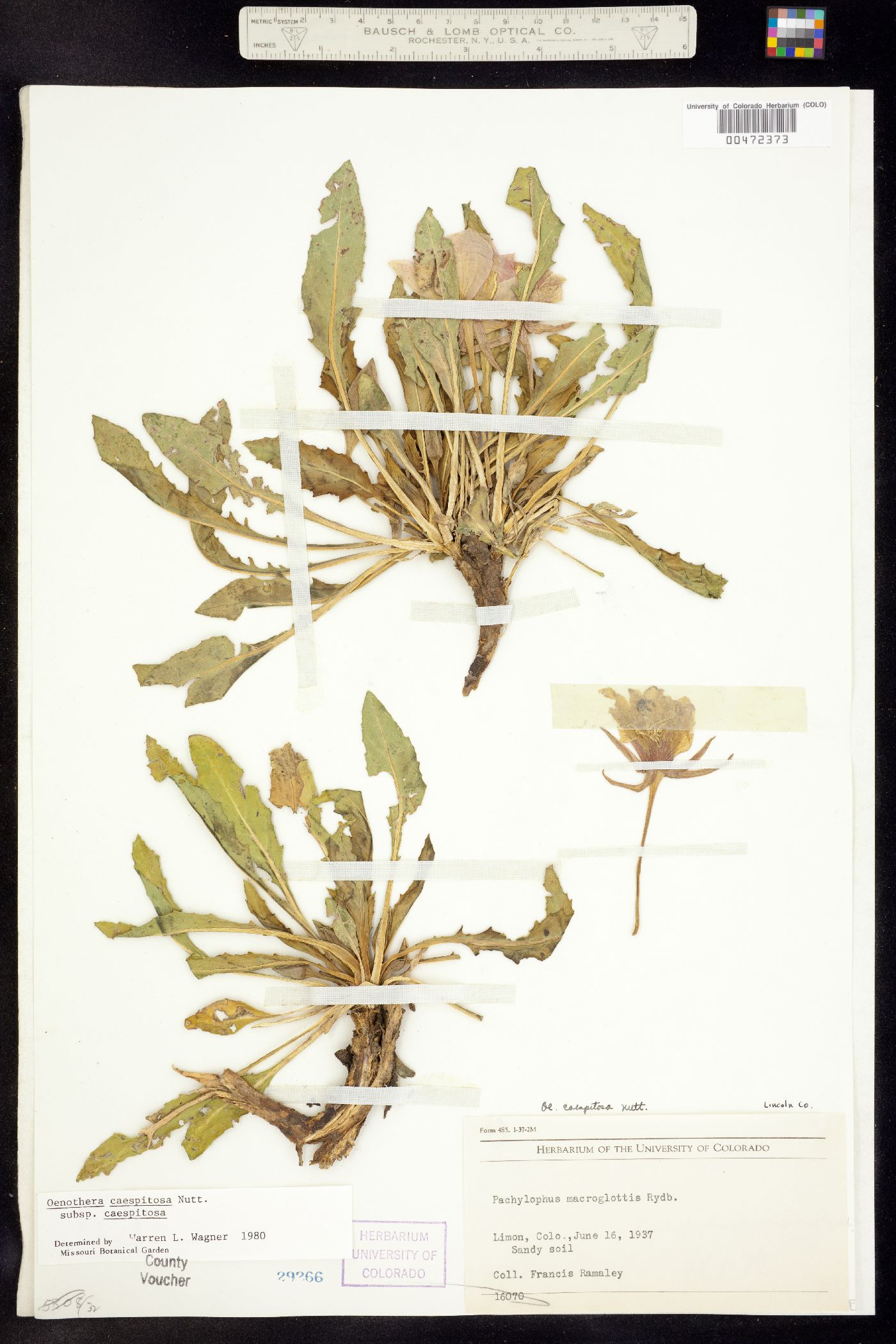 Oenothera cespitosa ssp. cespitosa image