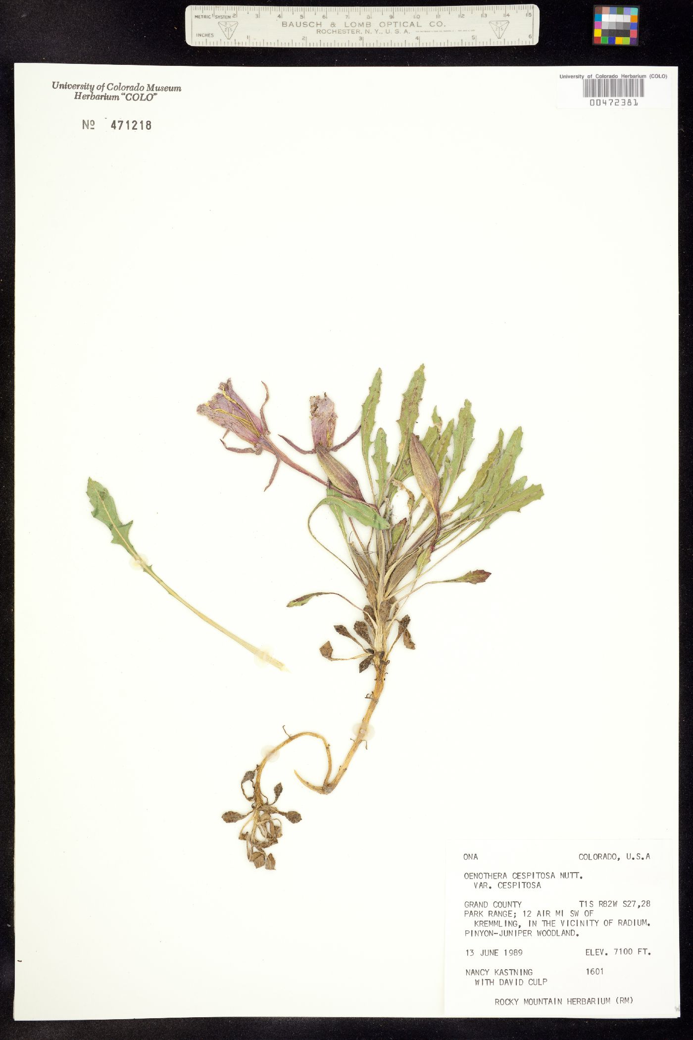 Oenothera cespitosa ssp. cespitosa image