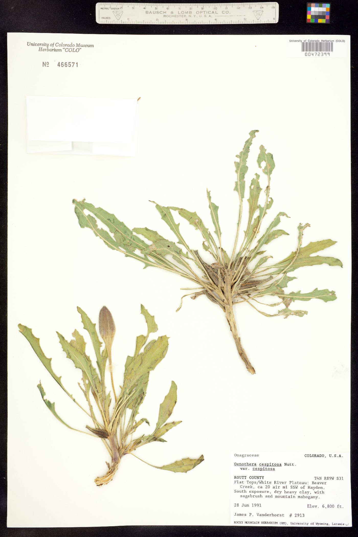 Oenothera cespitosa ssp. cespitosa image