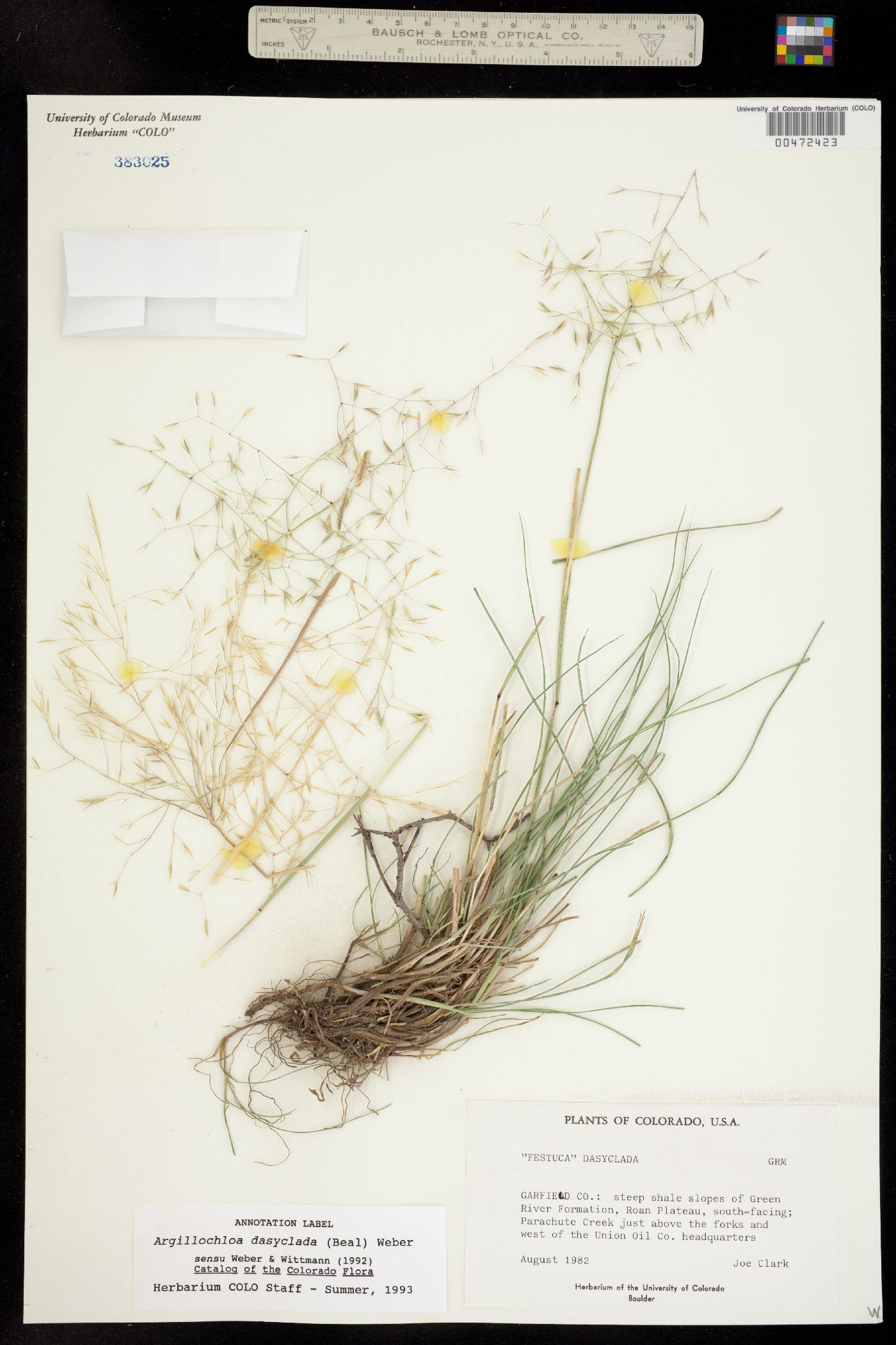 Festuca dasyclada image