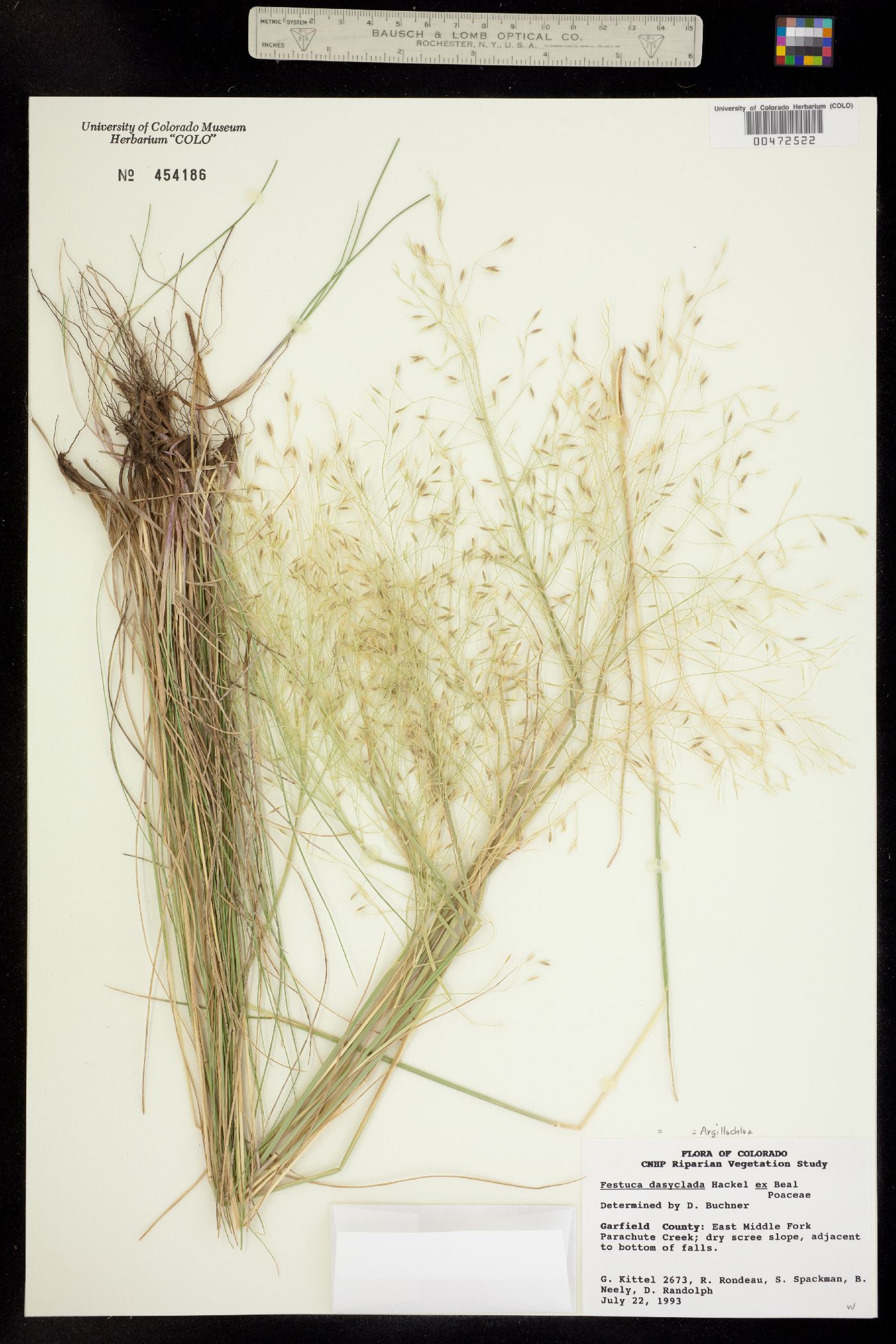 Festuca dasyclada image