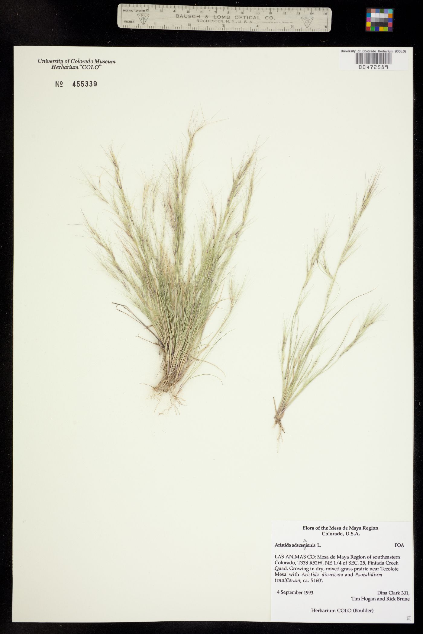 Aristida adscensionis image