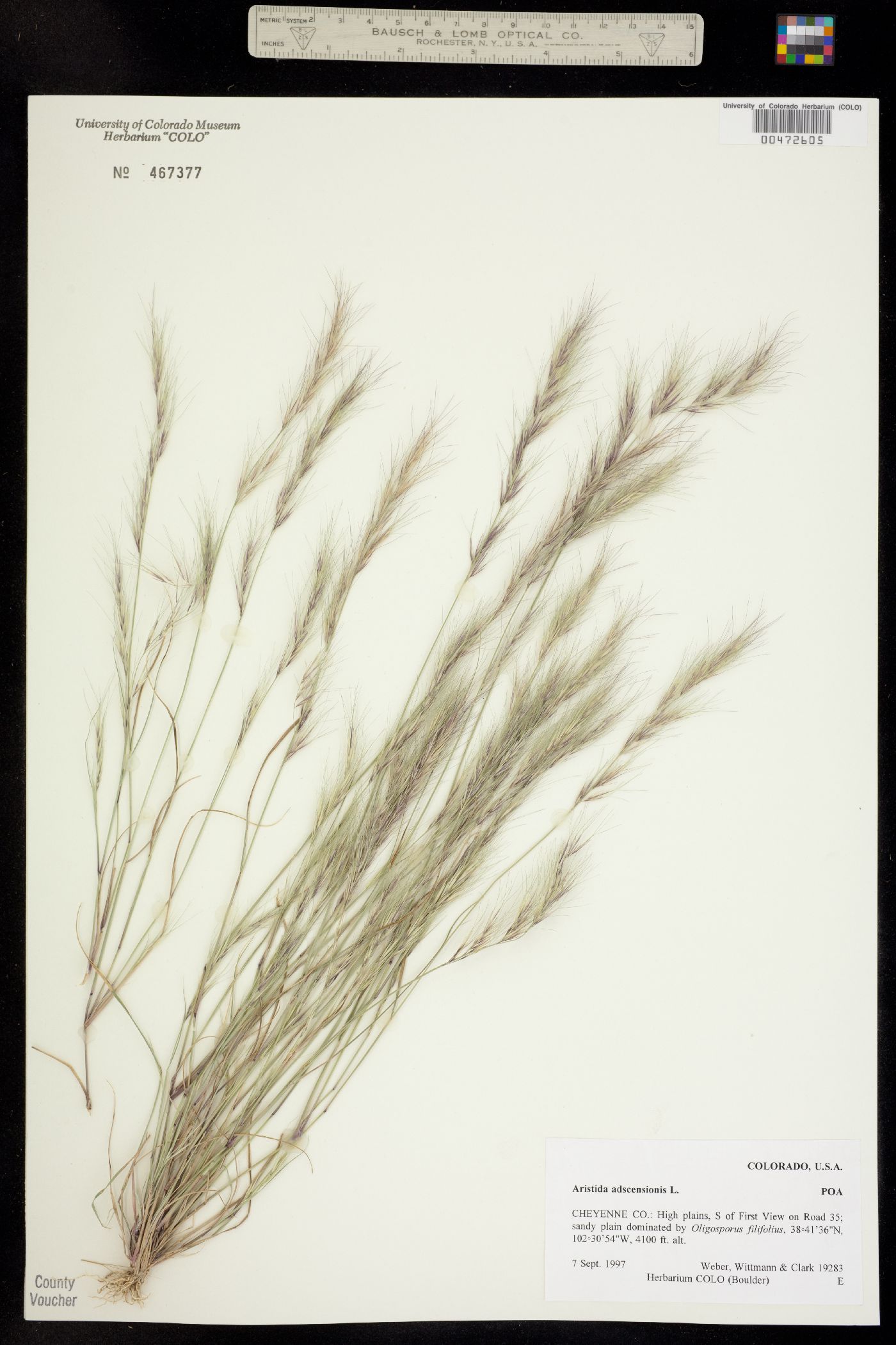 Aristida adscensionis image