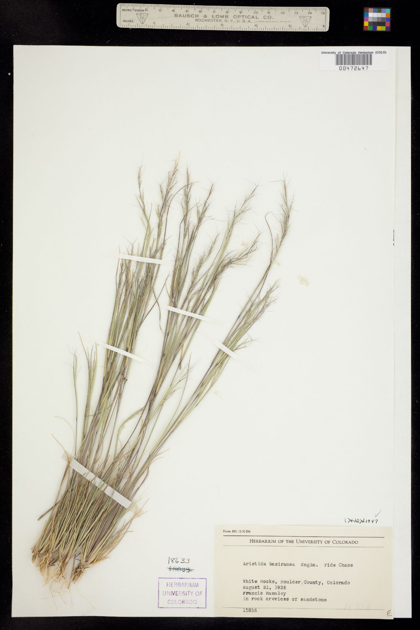 Aristida basiramea image