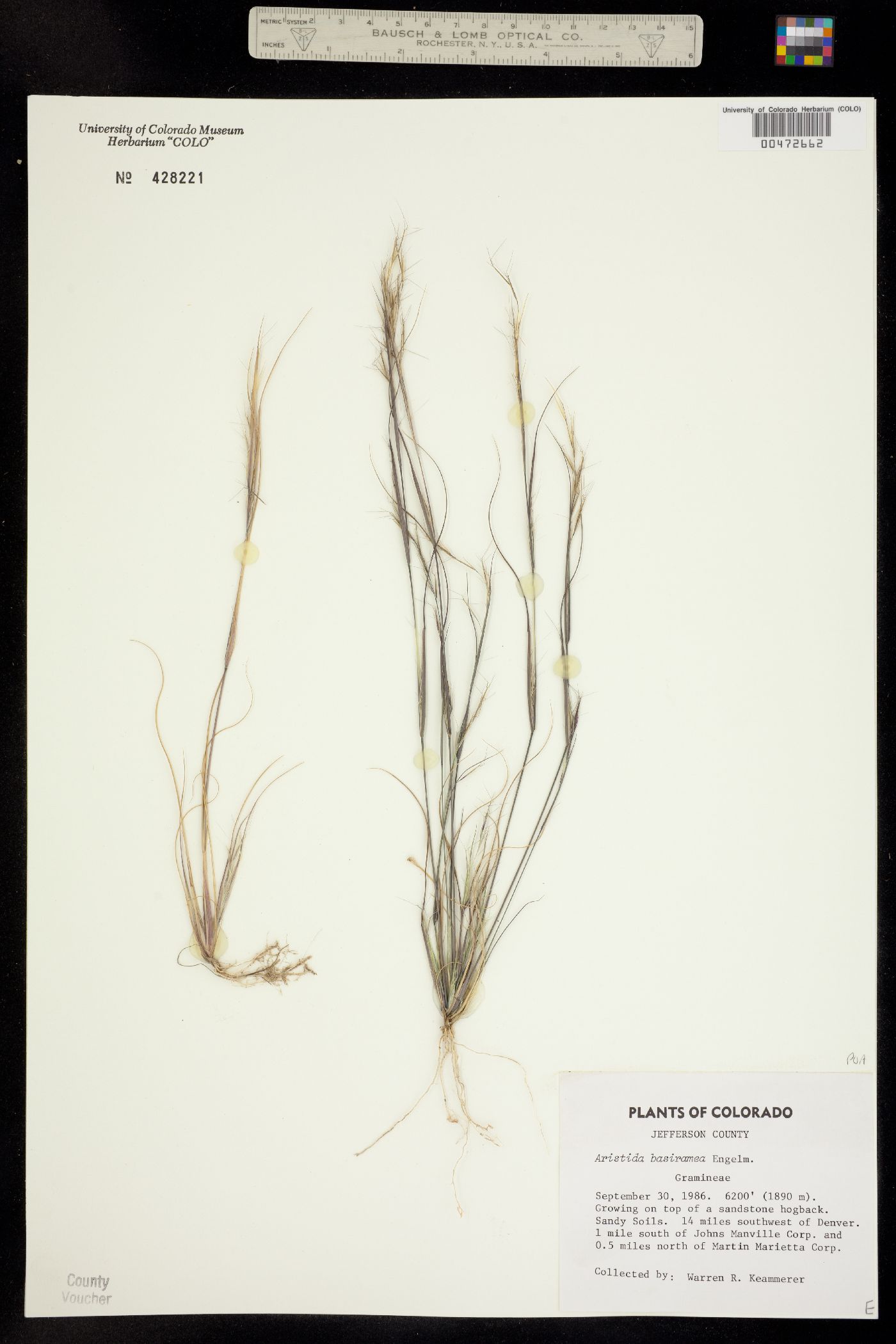 Aristida image