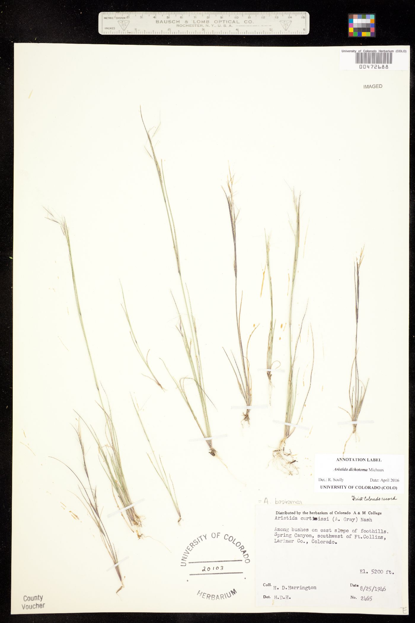 Aristida dichotoma image