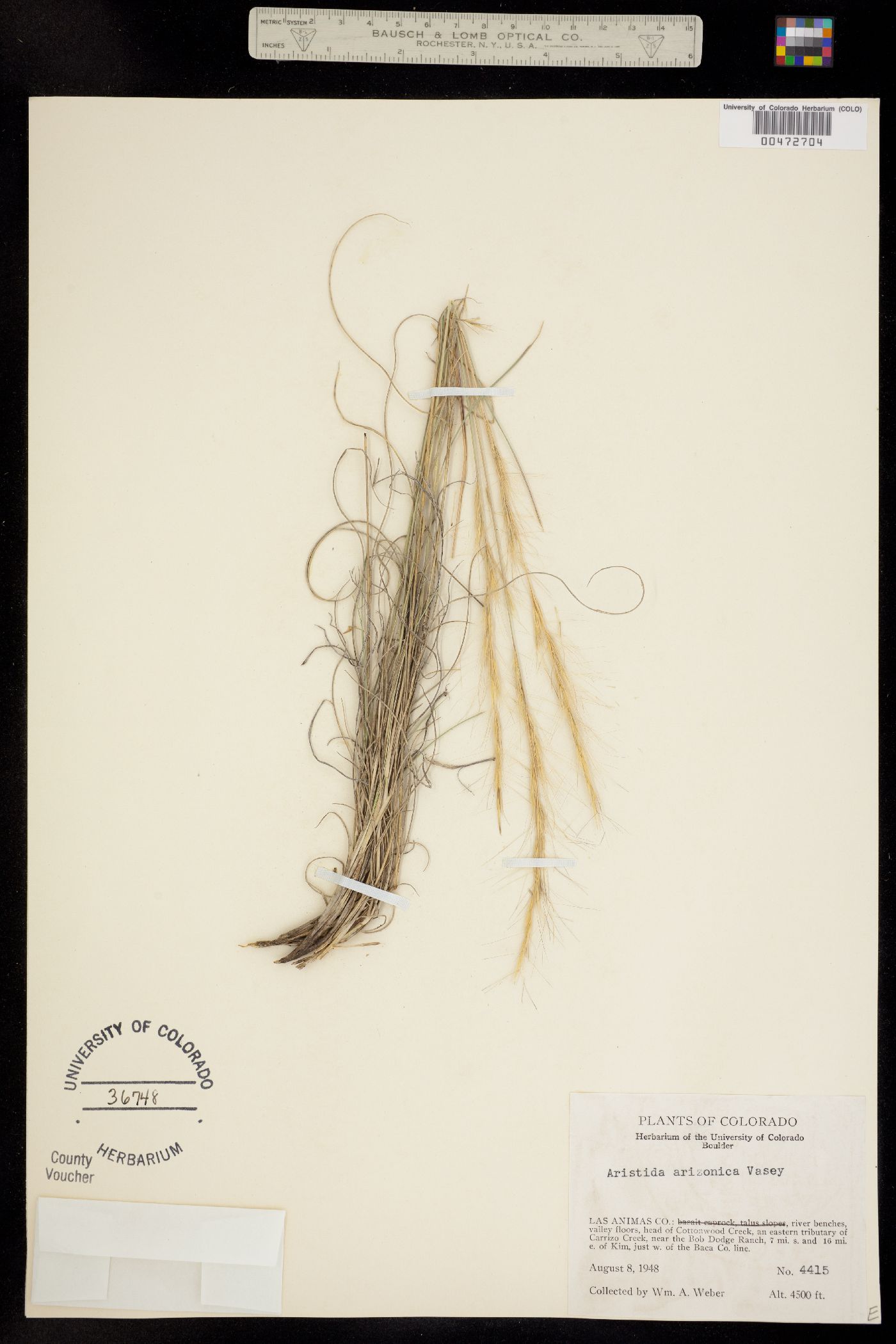 Aristida arizonica image
