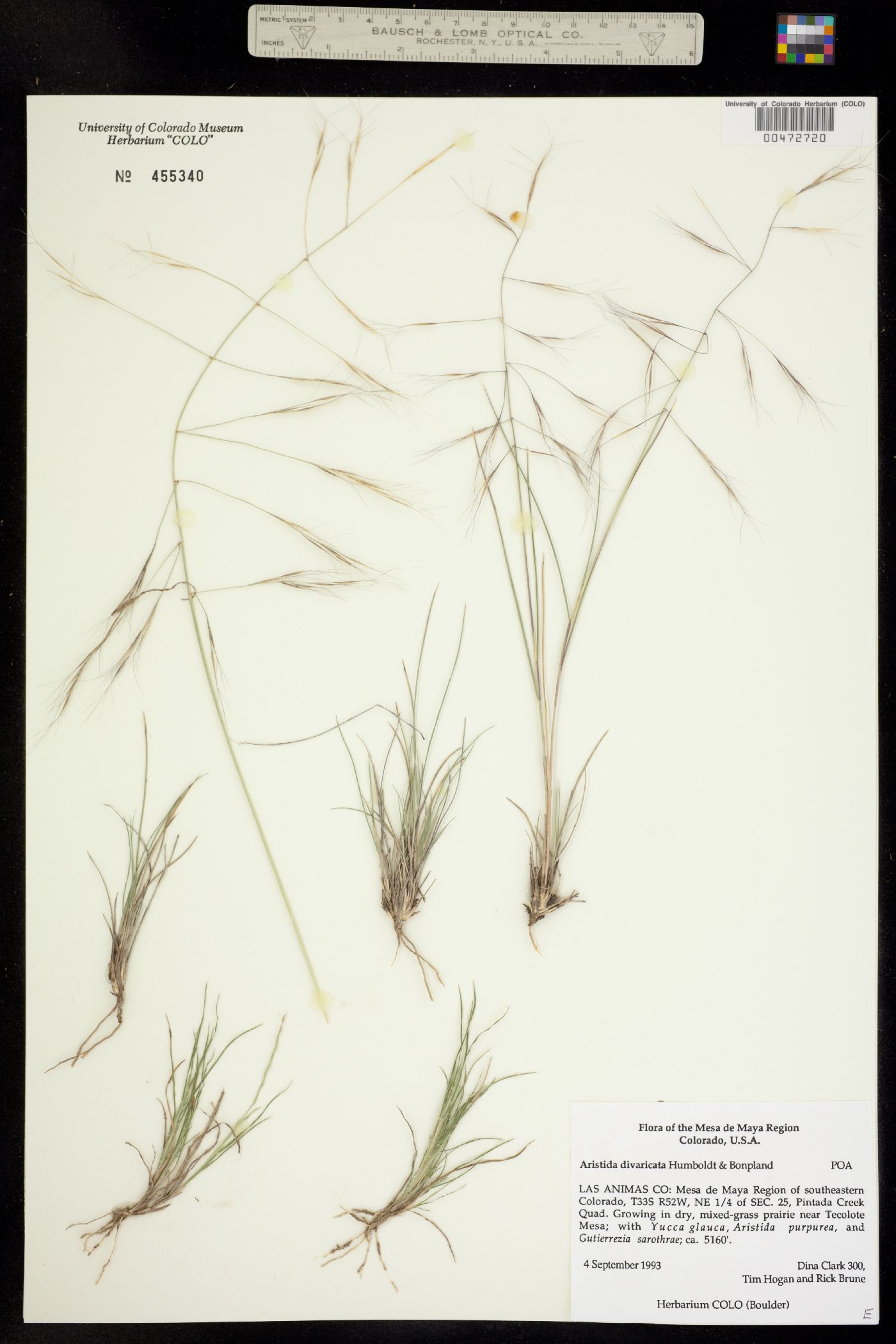 Aristida divaricata image