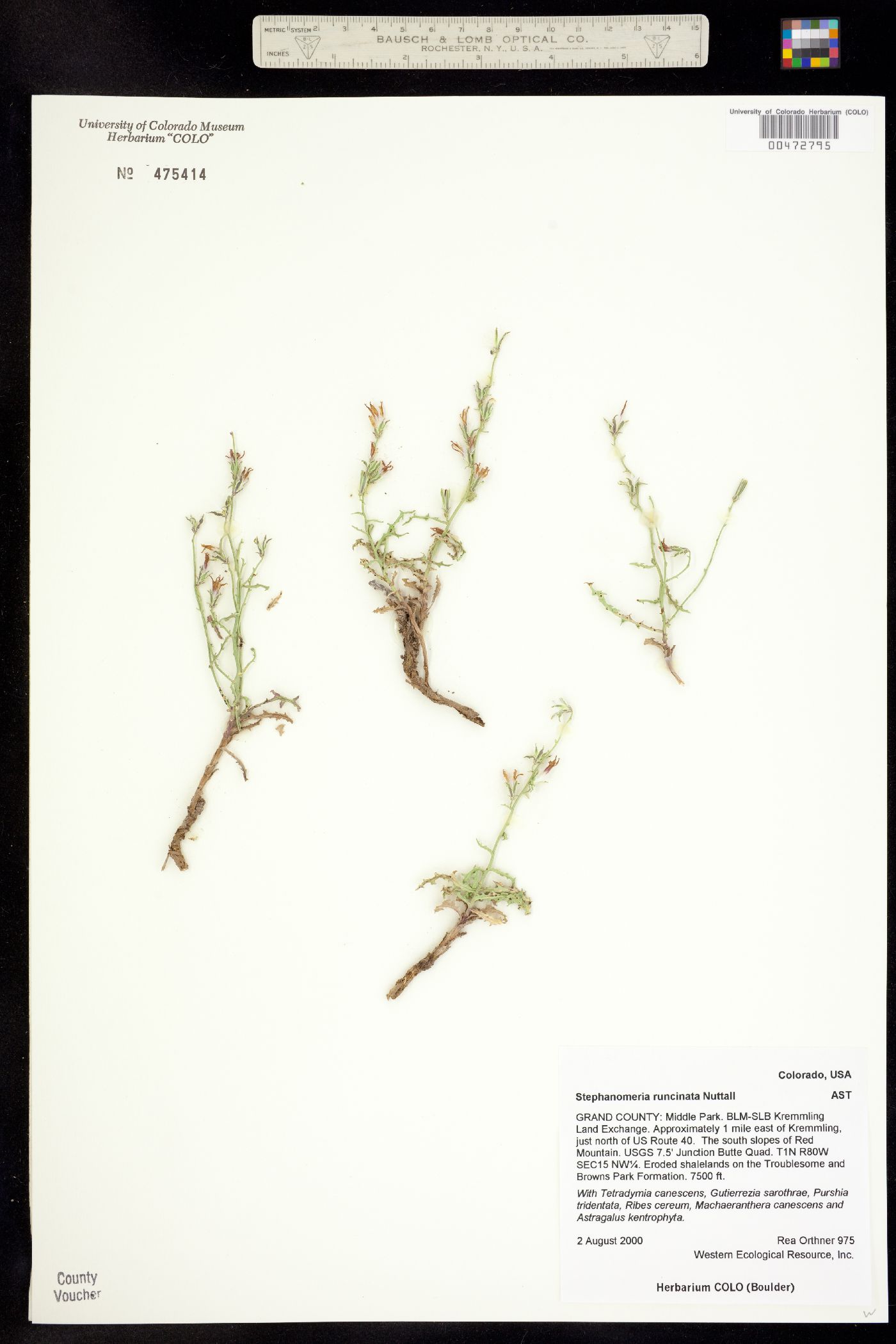 Stephanomeria runcinata image