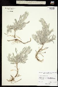 Artemisia ludoviciana image