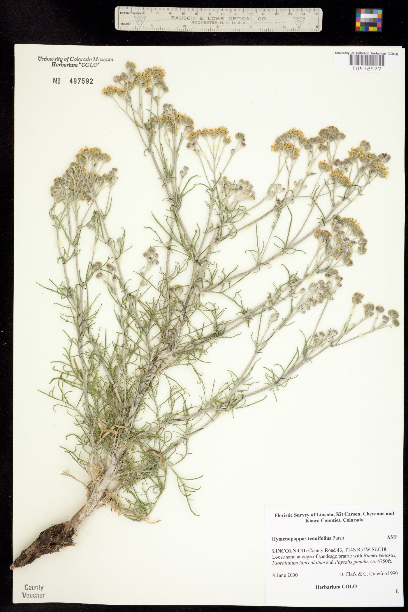 Hymenopappus tenuifolius image