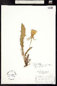 Oenothera cespitosa ssp. macroglottis image