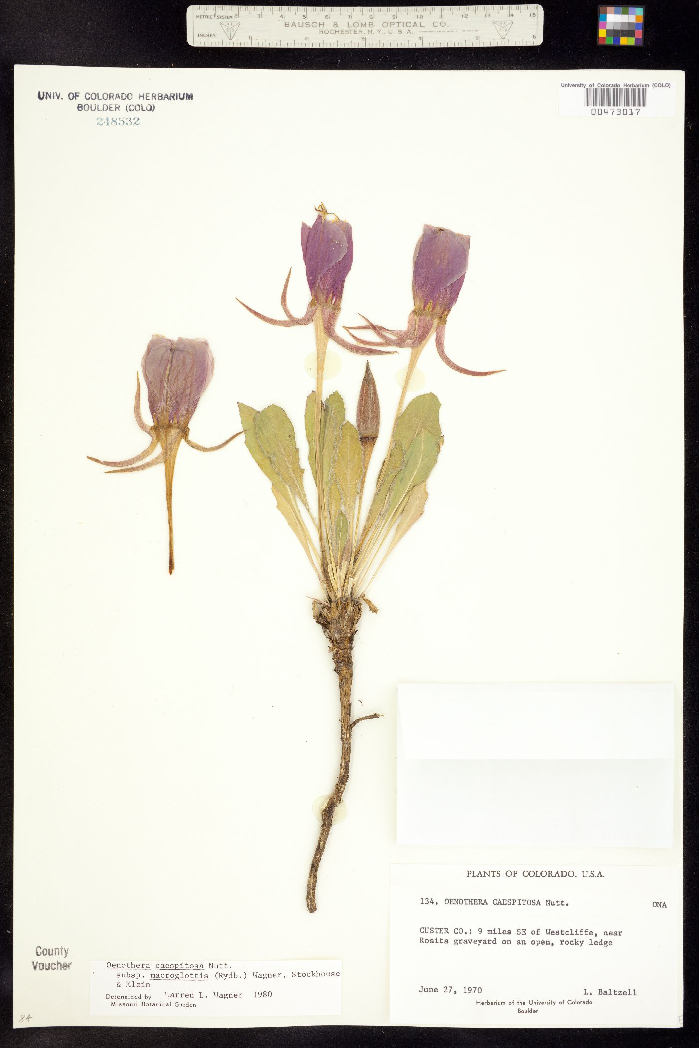 Oenothera cespitosa ssp. macroglottis image