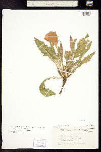 Oenothera cespitosa subsp. macroglottis image