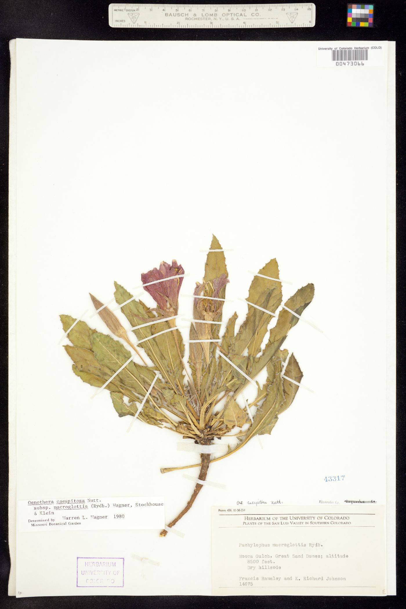 Oenothera cespitosa ssp. macroglottis image