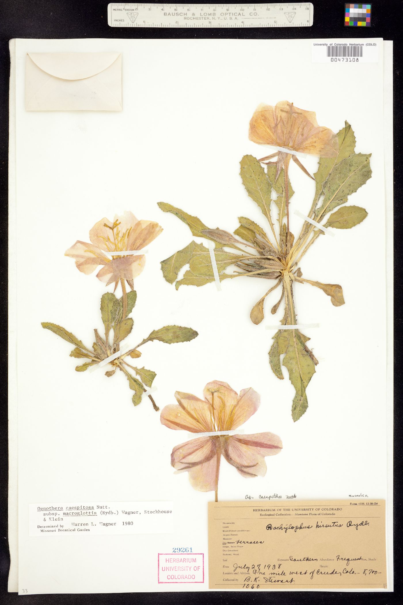 Oenothera cespitosa ssp. macroglottis image