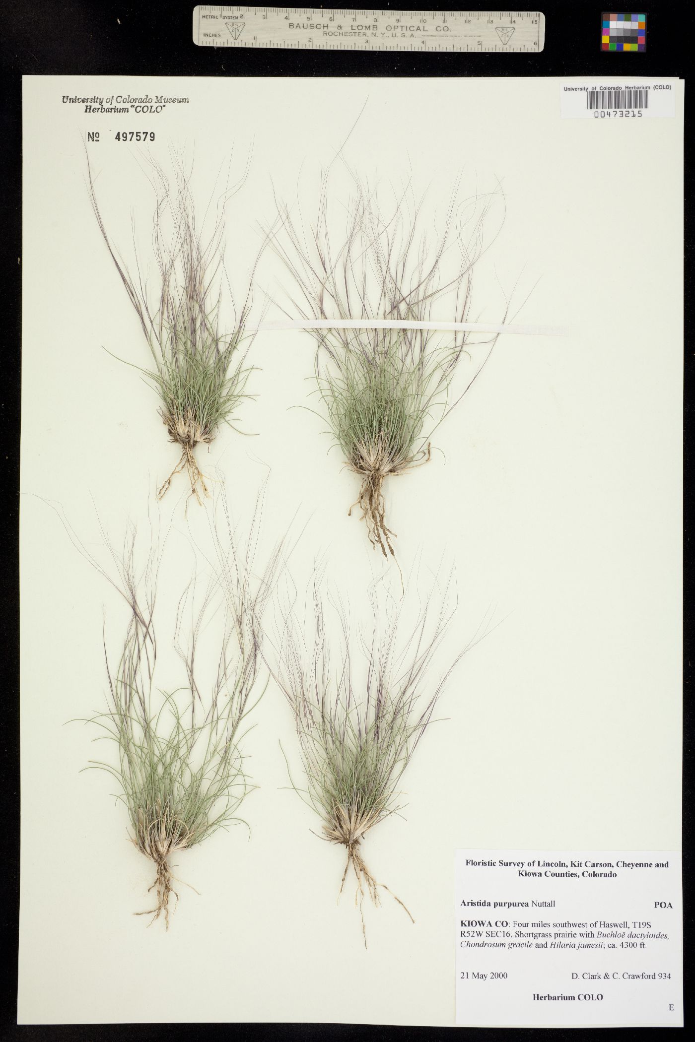 Aristida purpurea image