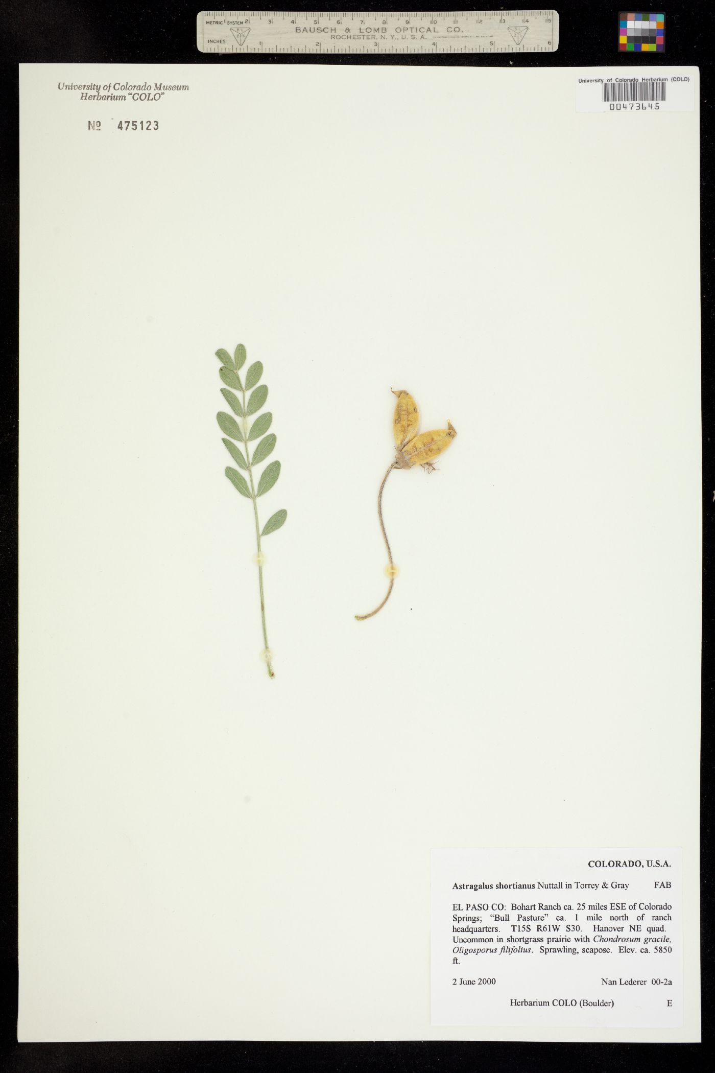 Astragalus shortianus image