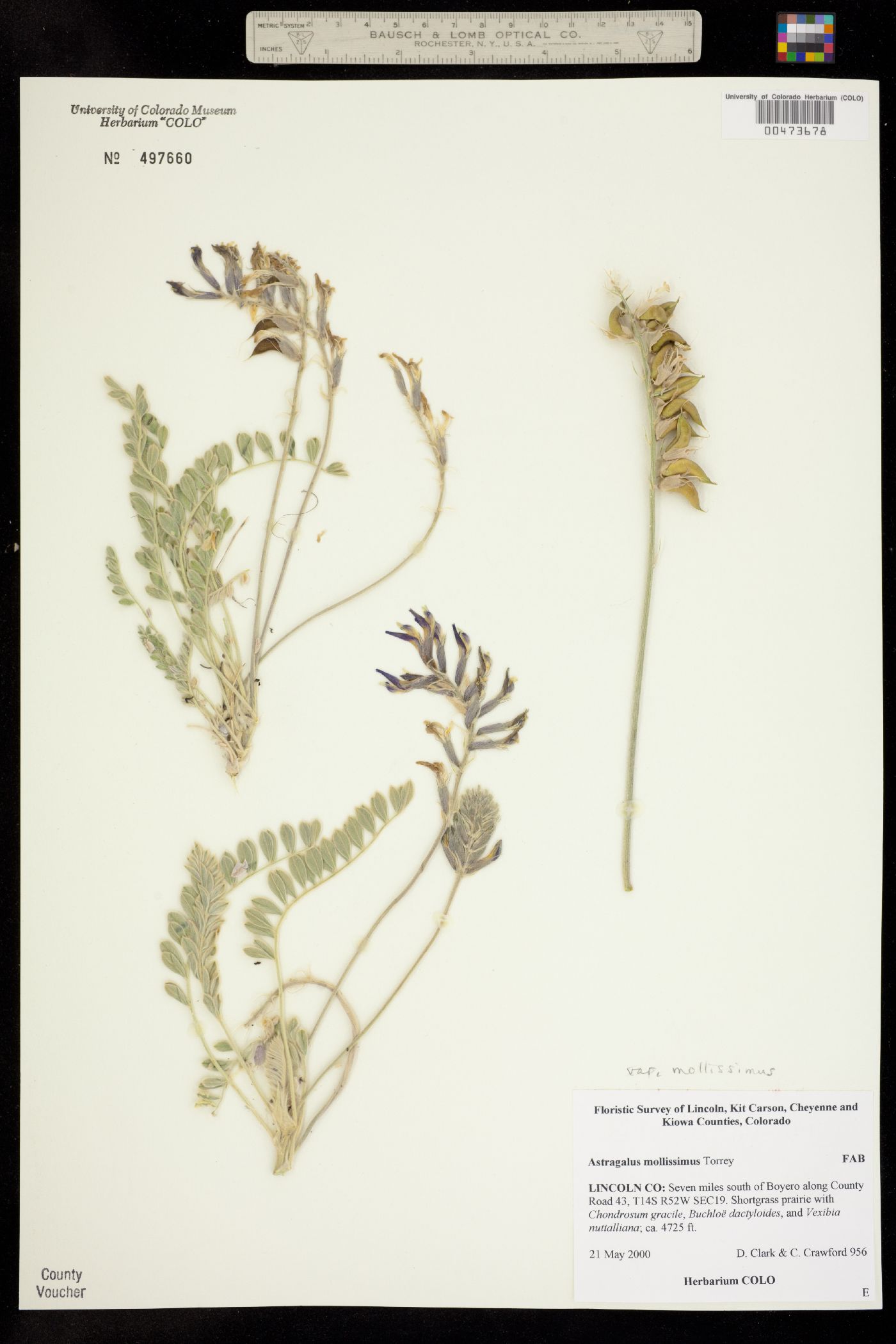 Astragalus mollissimus var. mollissimus image