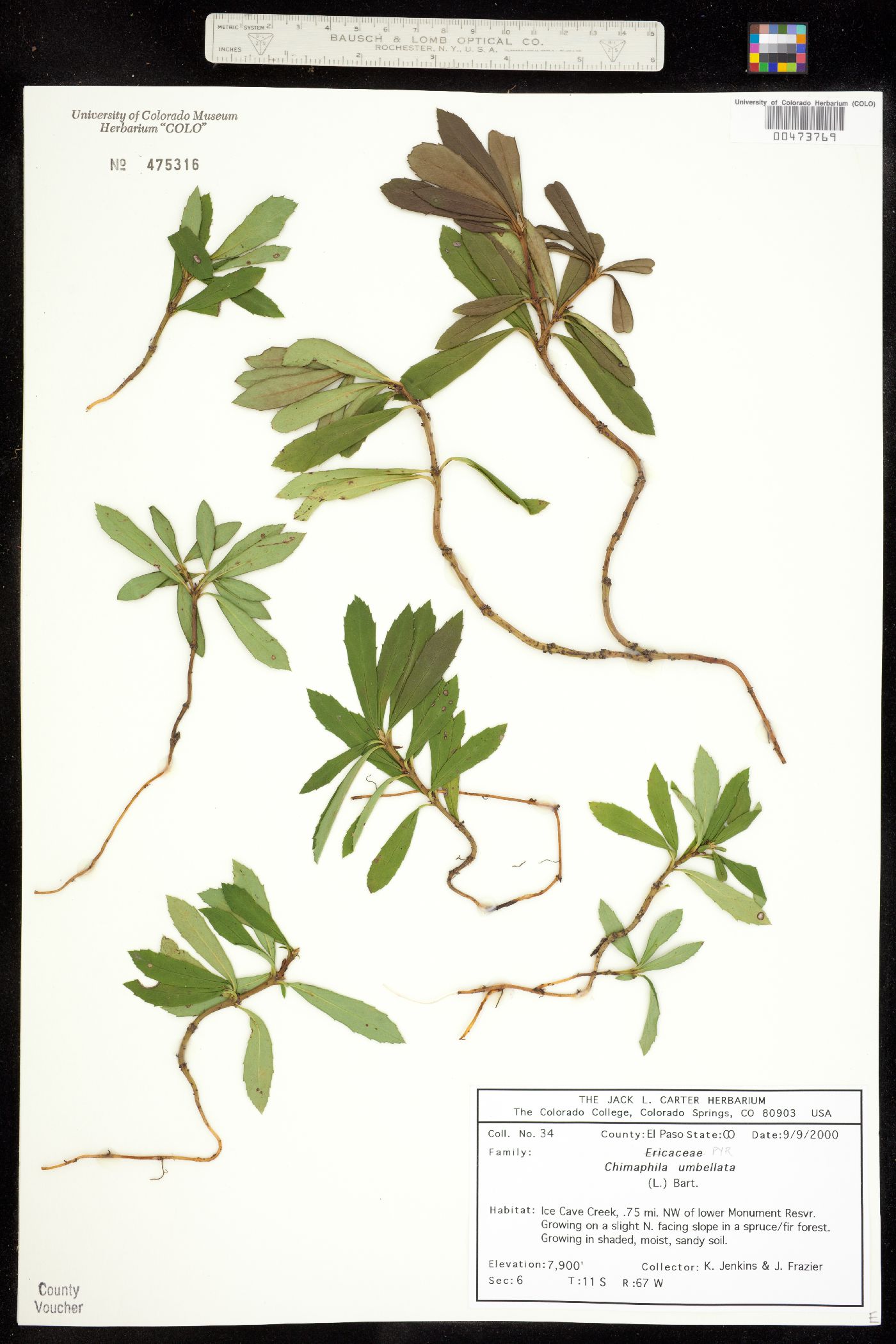 Chimaphila umbellata ssp. occidentalis image