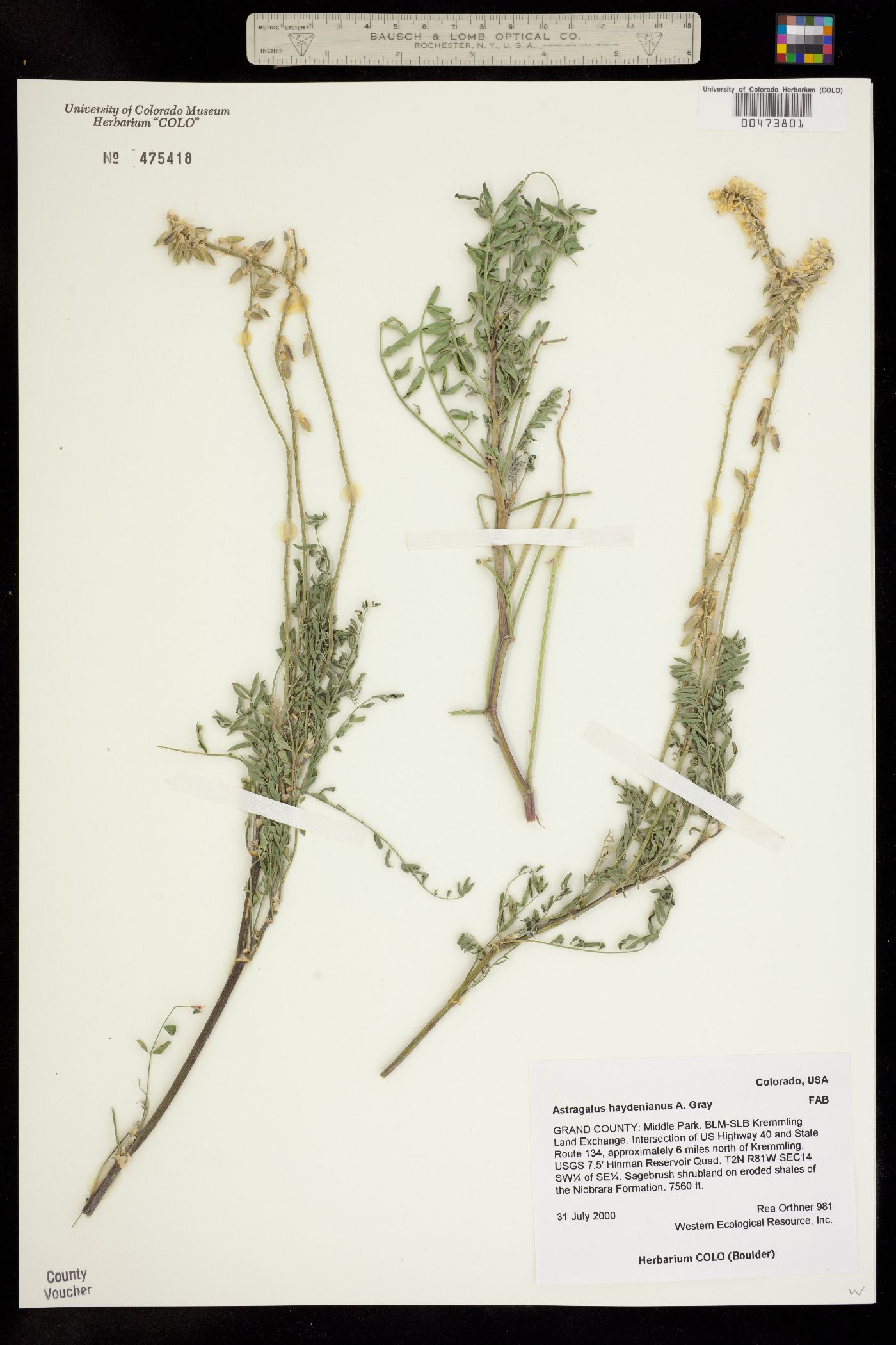 Astragalus bisulcatus var. haydenianus image