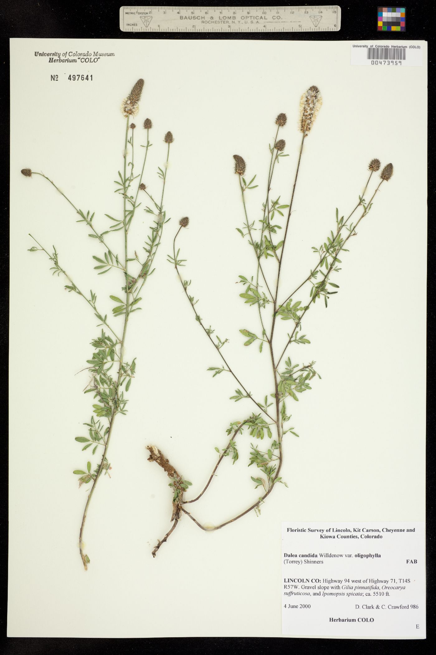 Dalea candida var. oligophylla image