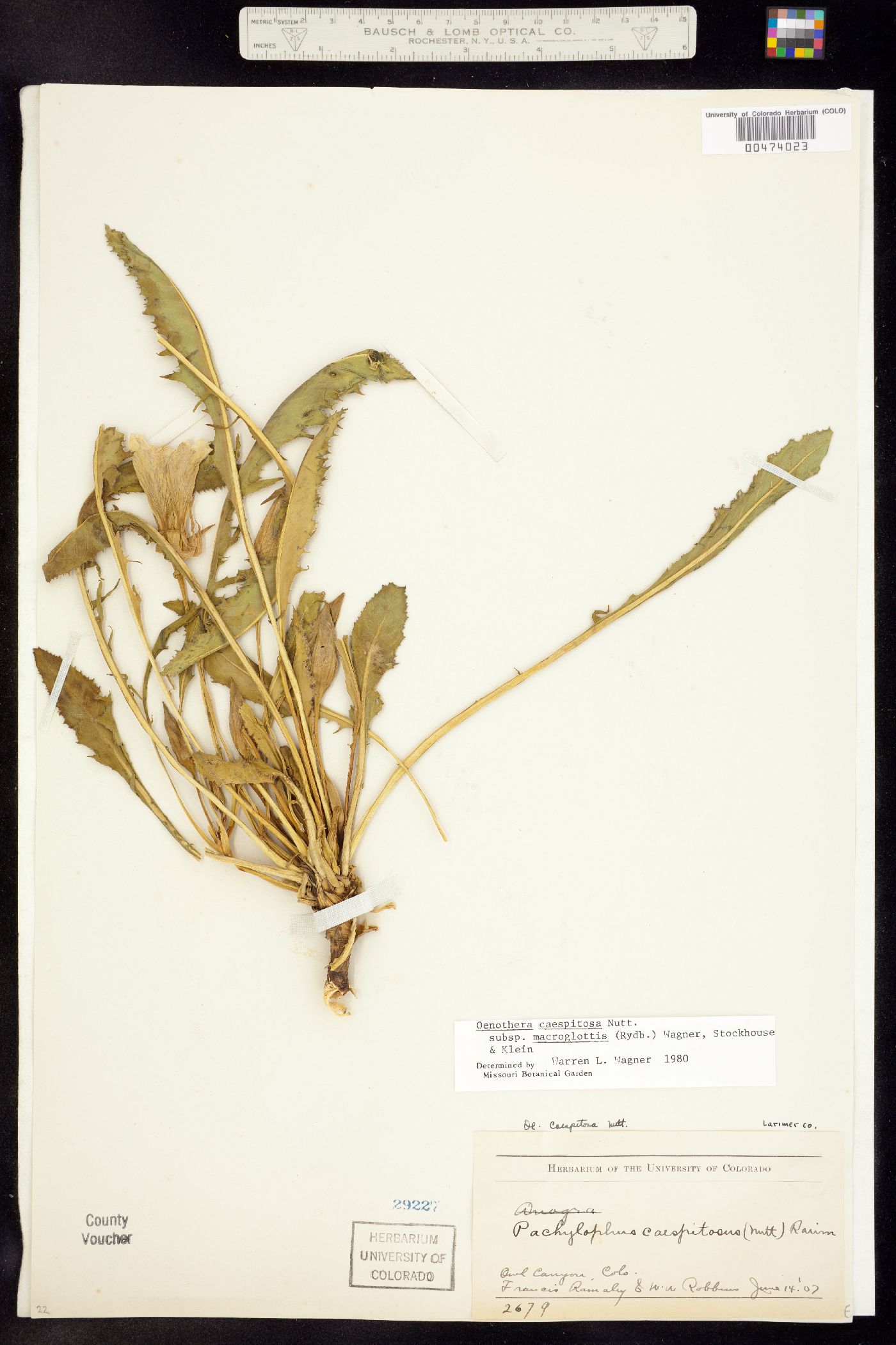 Oenothera cespitosa ssp. macroglottis image