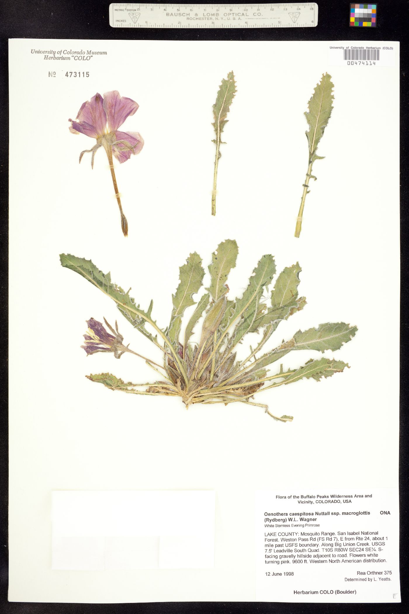 Oenothera image
