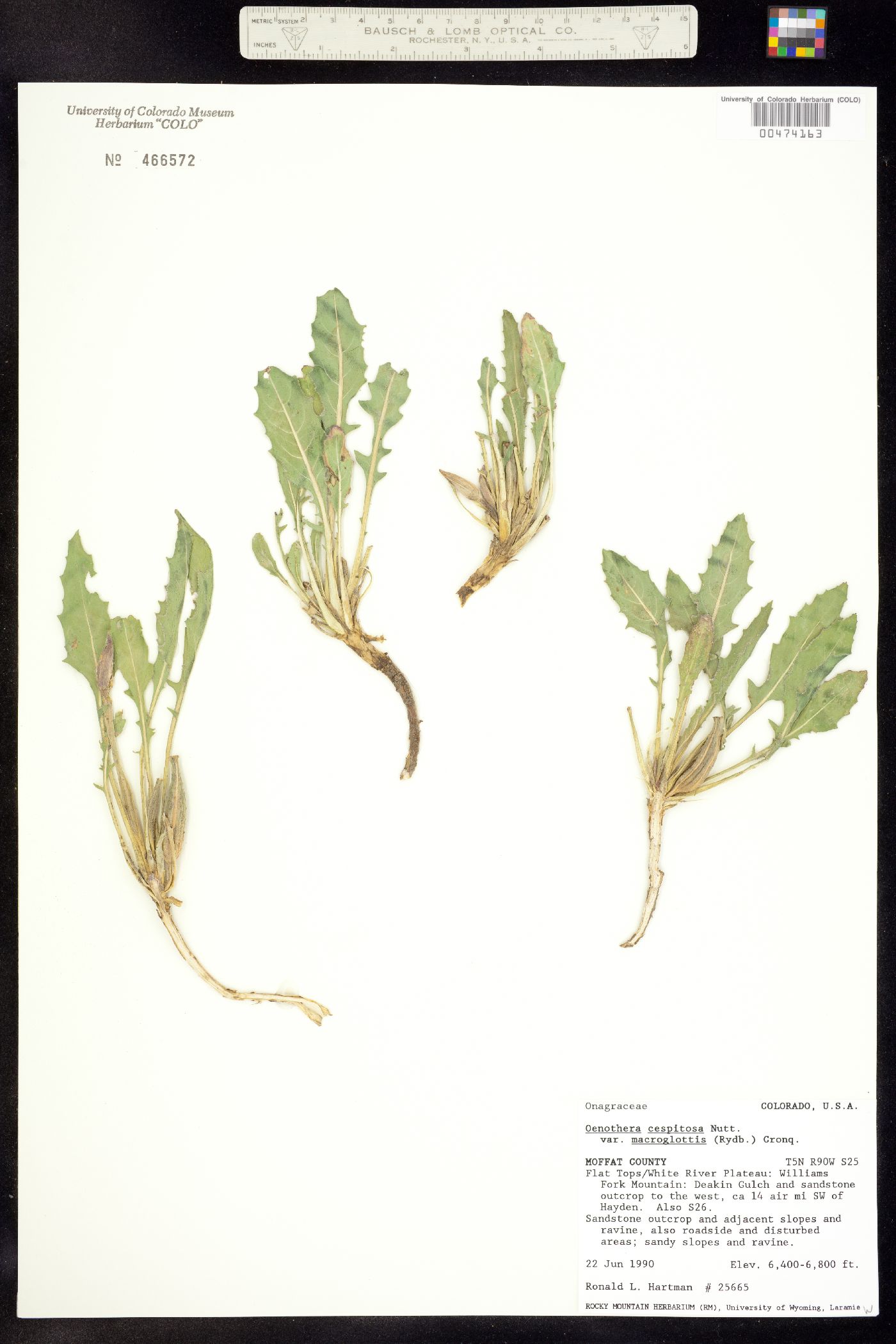 Oenothera cespitosa ssp. macroglottis image