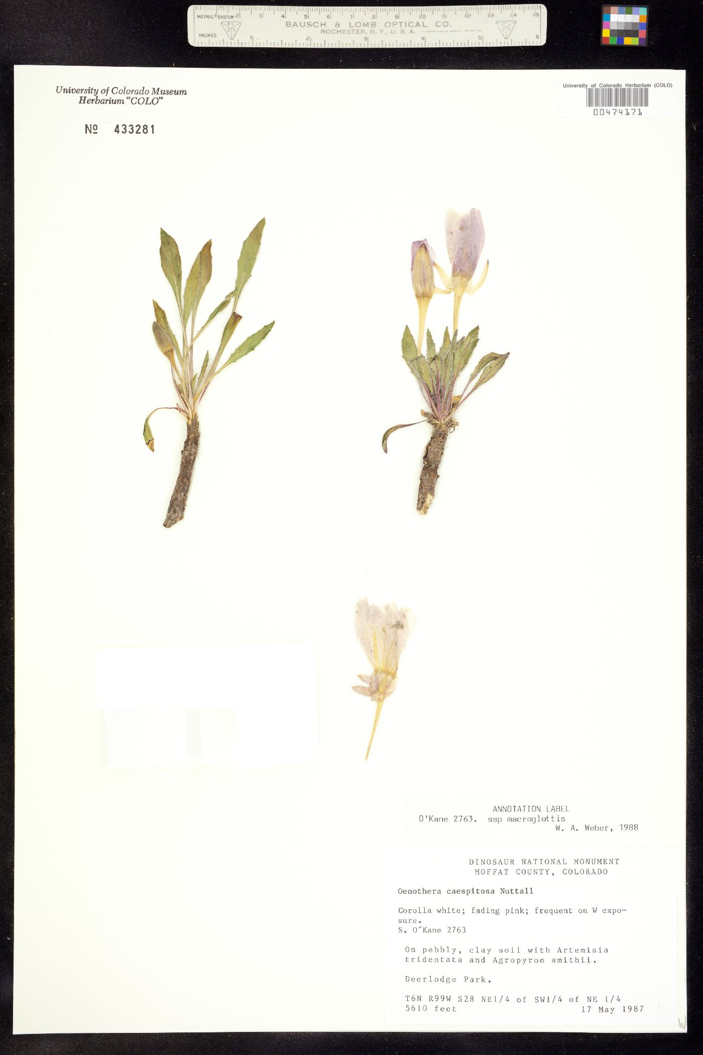 Oenothera cespitosa ssp. macroglottis image