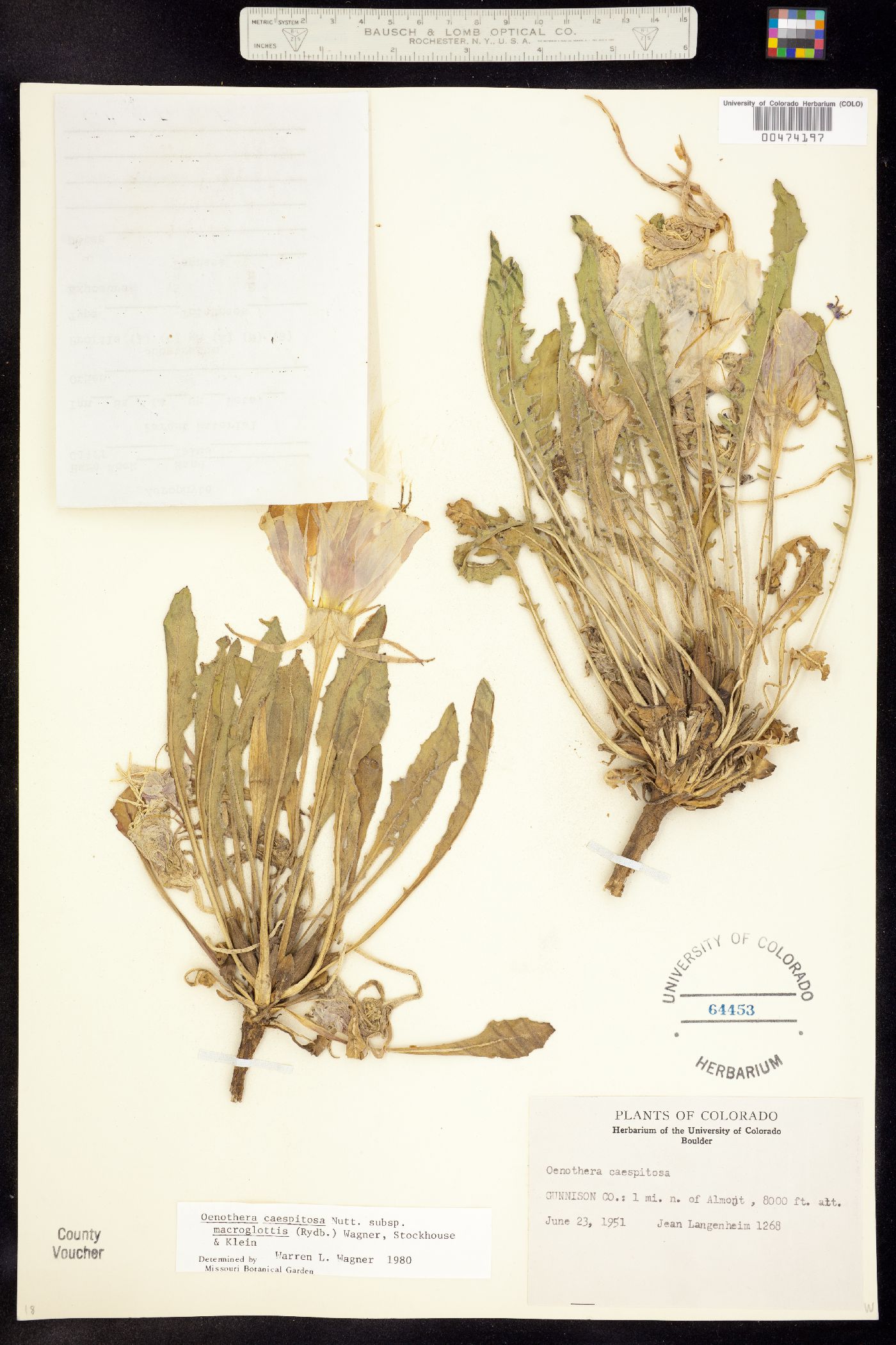 Oenothera cespitosa ssp. macroglottis image