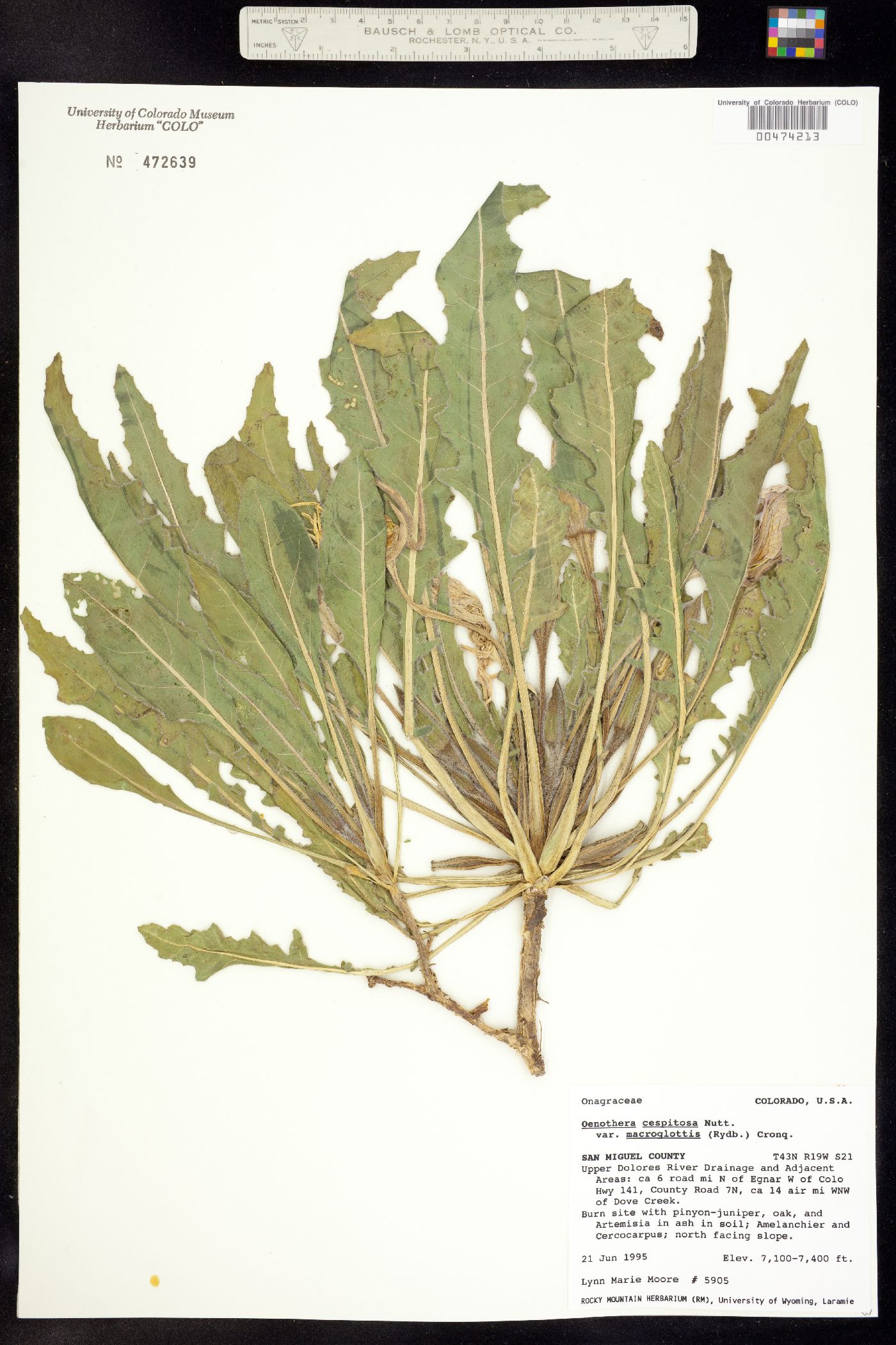 Oenothera cespitosa ssp. macroglottis image