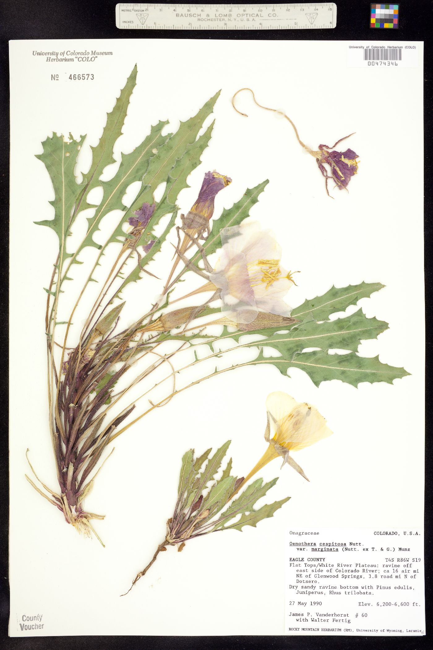 Oenothera cespitosa ssp. marginata image