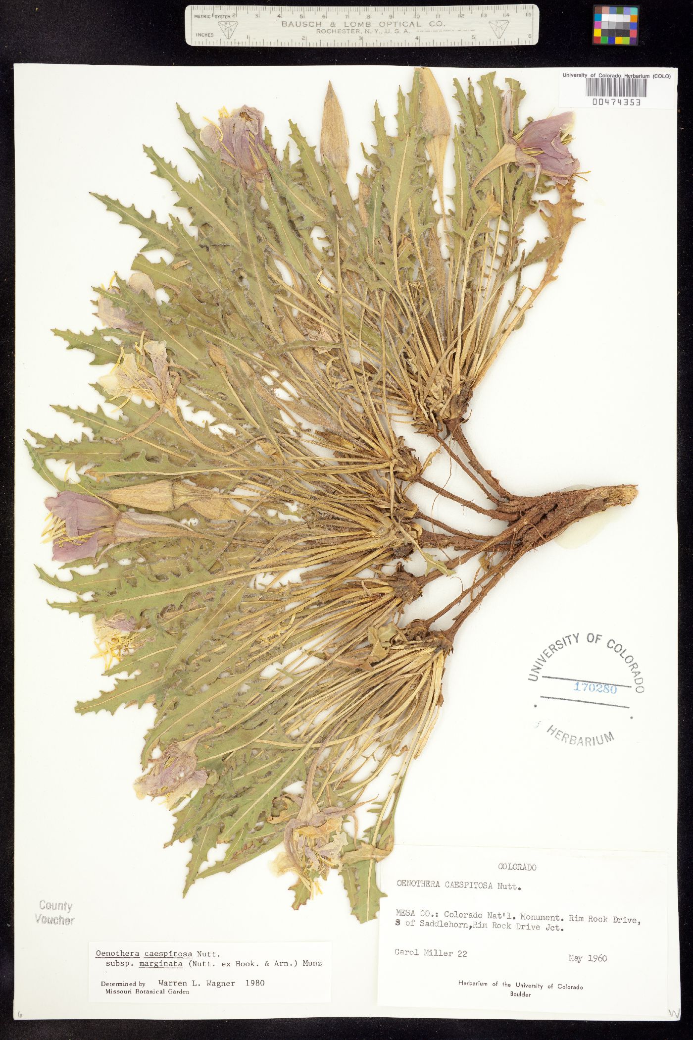 Oenothera cespitosa ssp. marginata image