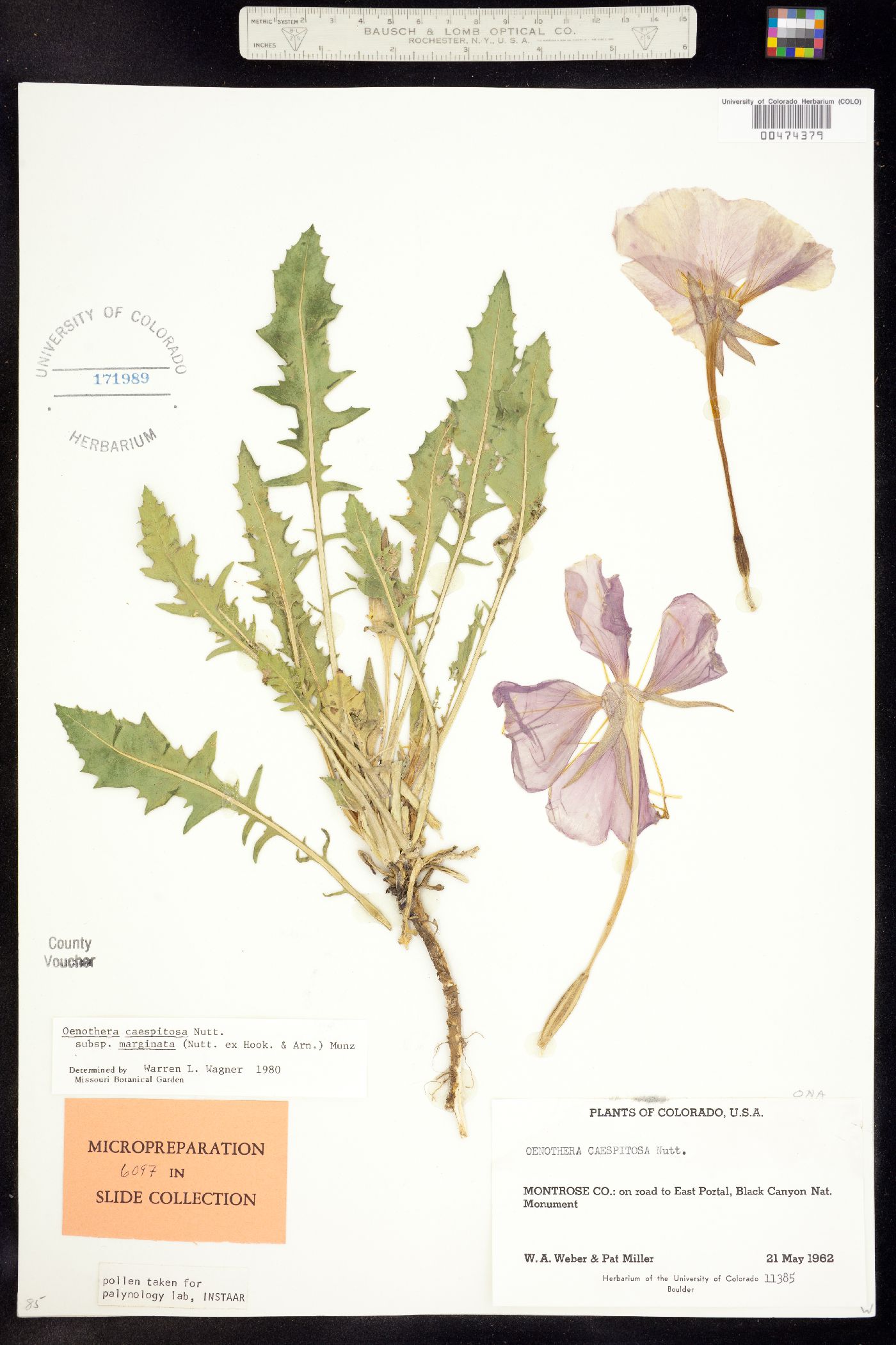 Oenothera cespitosa ssp. marginata image