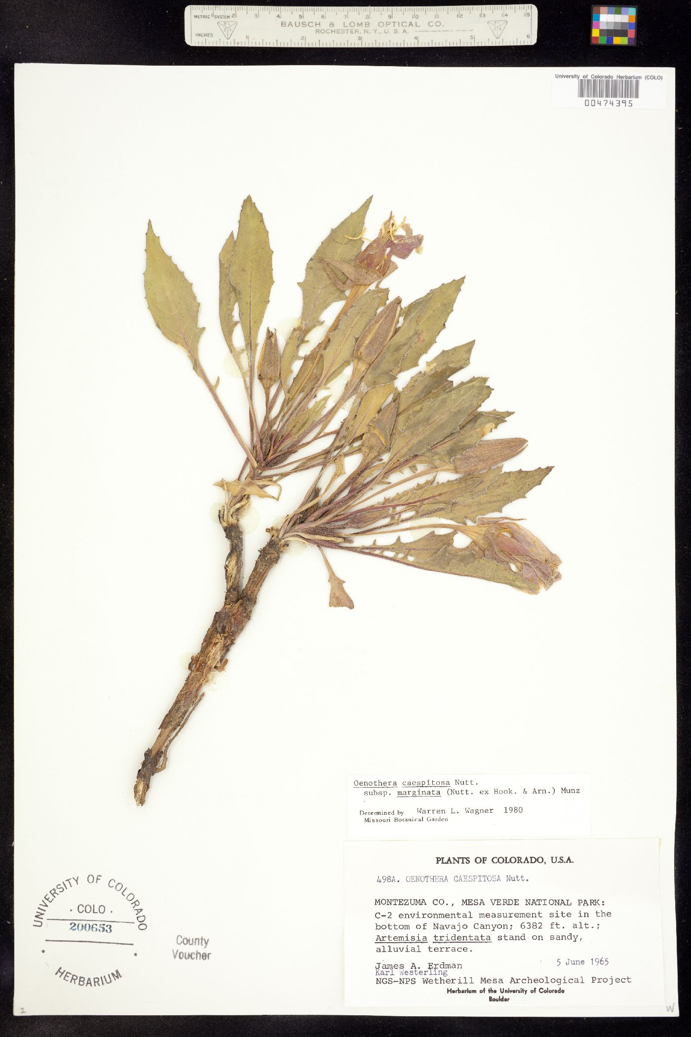 Oenothera cespitosa ssp. marginata image