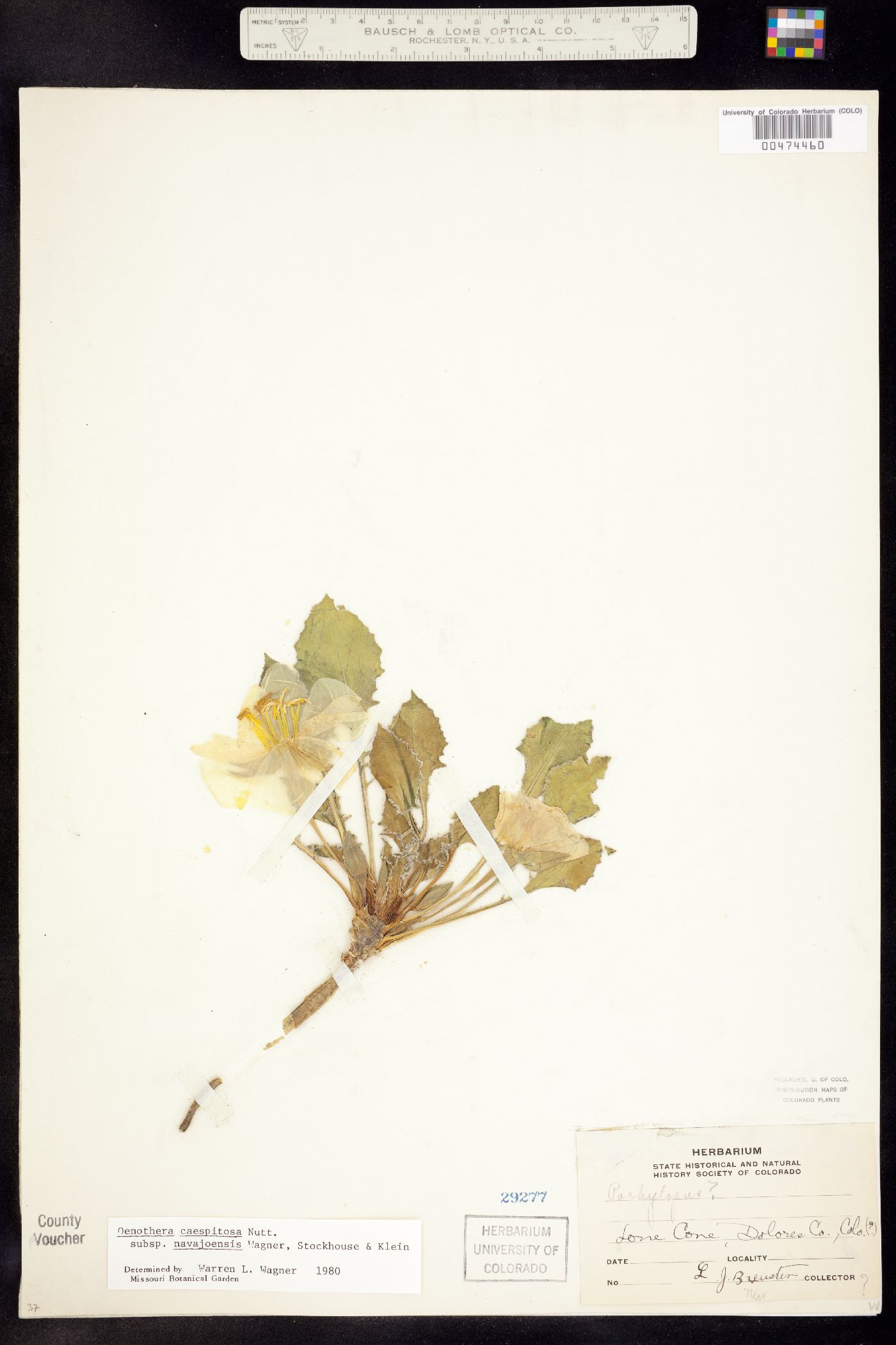 Oenothera cespitosa image