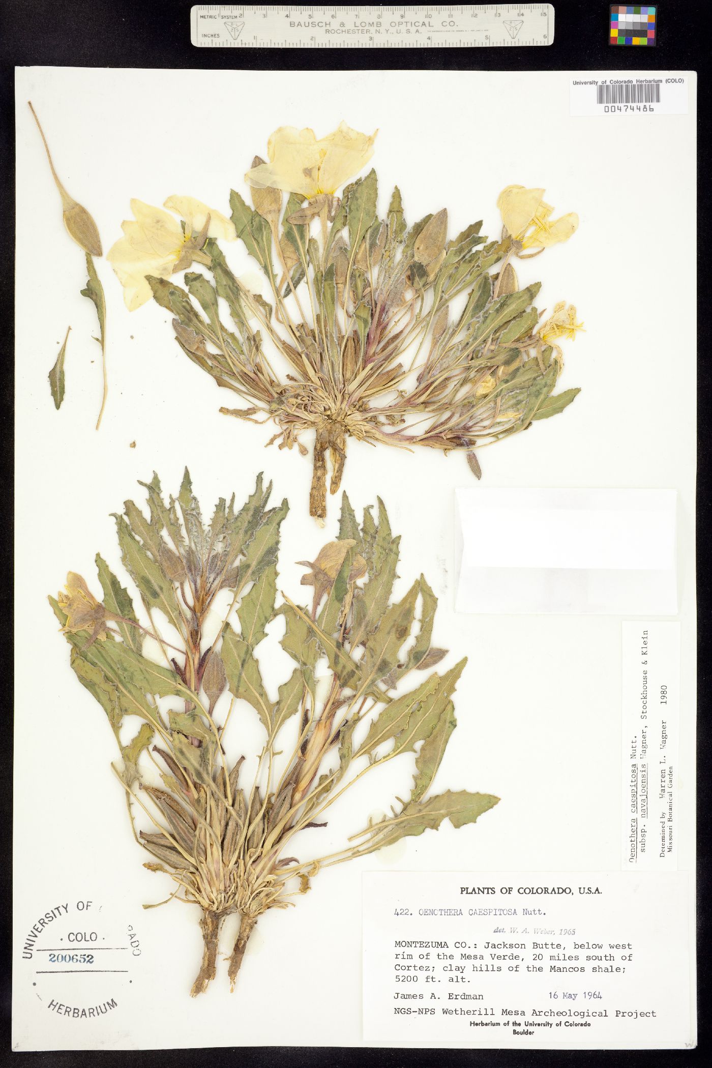 Oenothera cespitosa ssp. navajoensis image