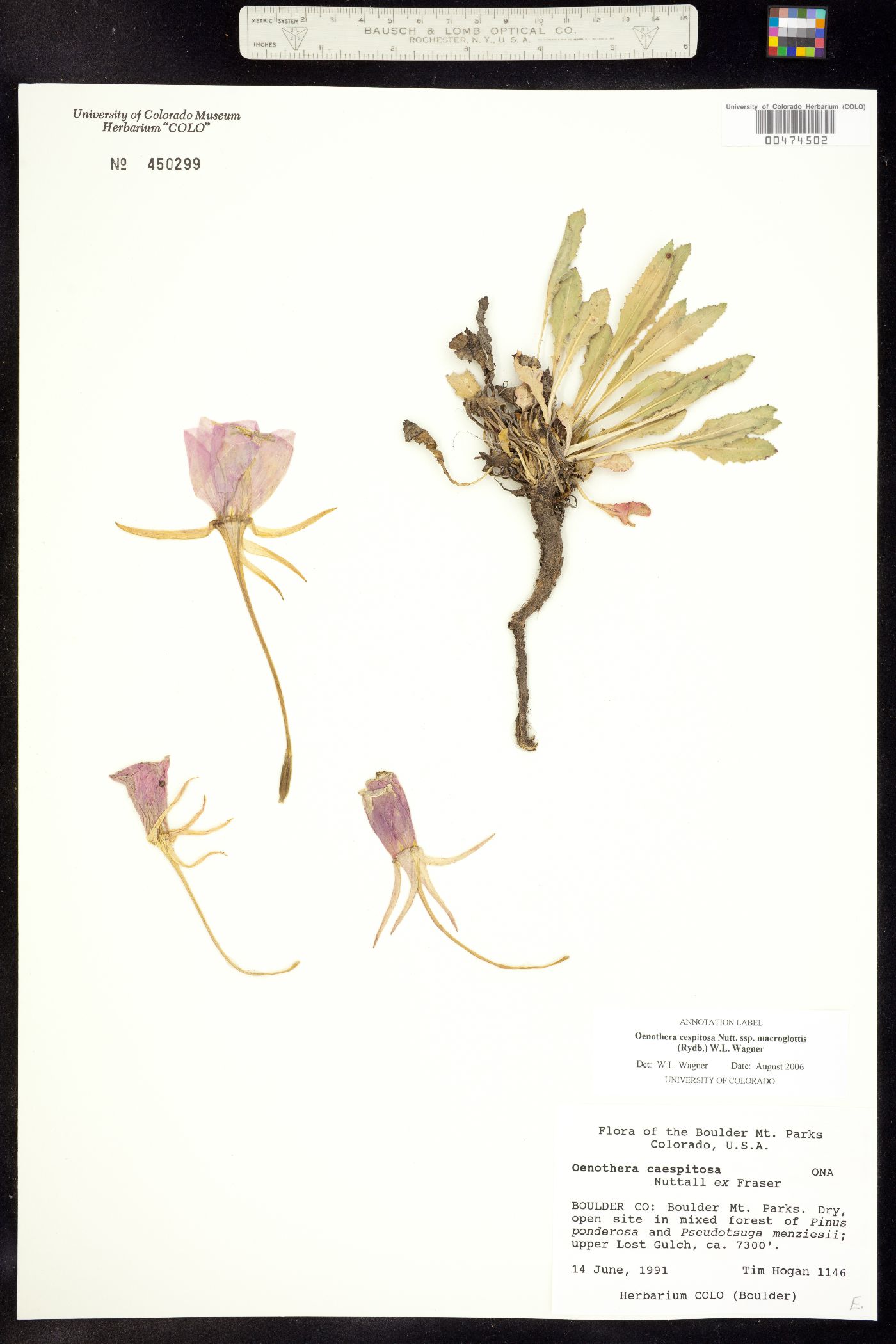 Oenothera image