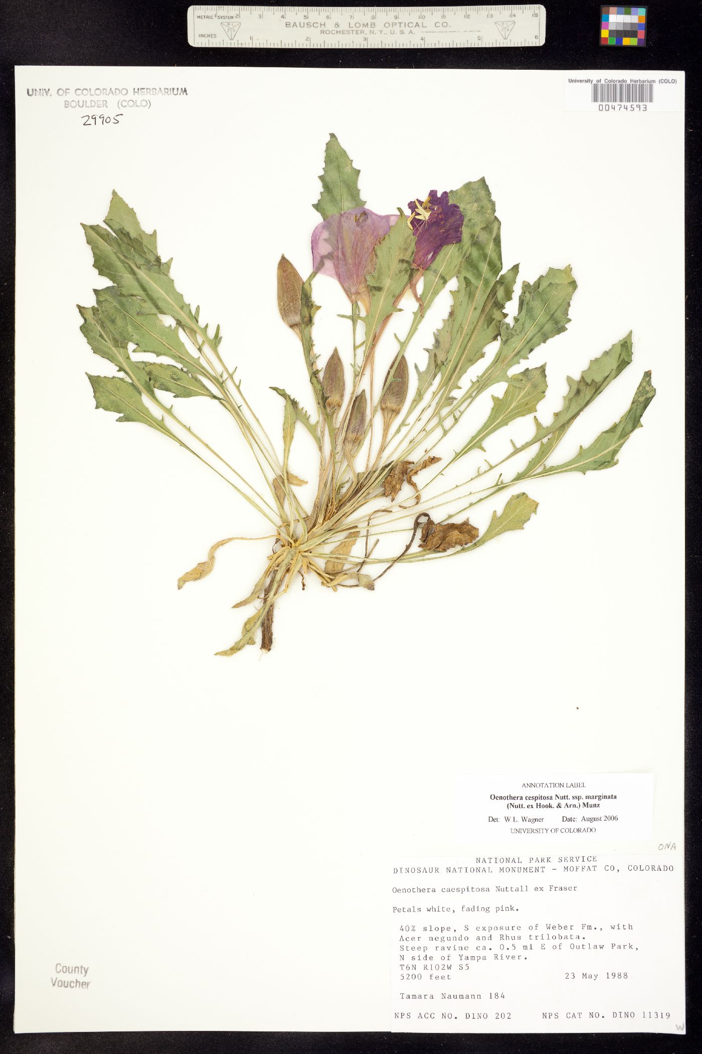 Oenothera cespitosa ssp. marginata image