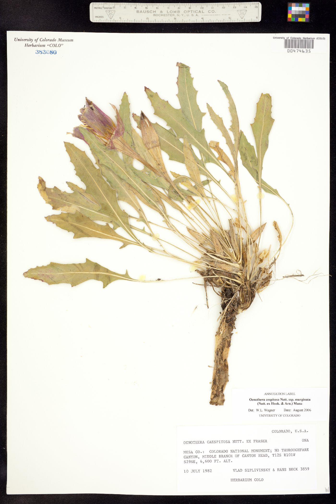 Oenothera cespitosa ssp. marginata image